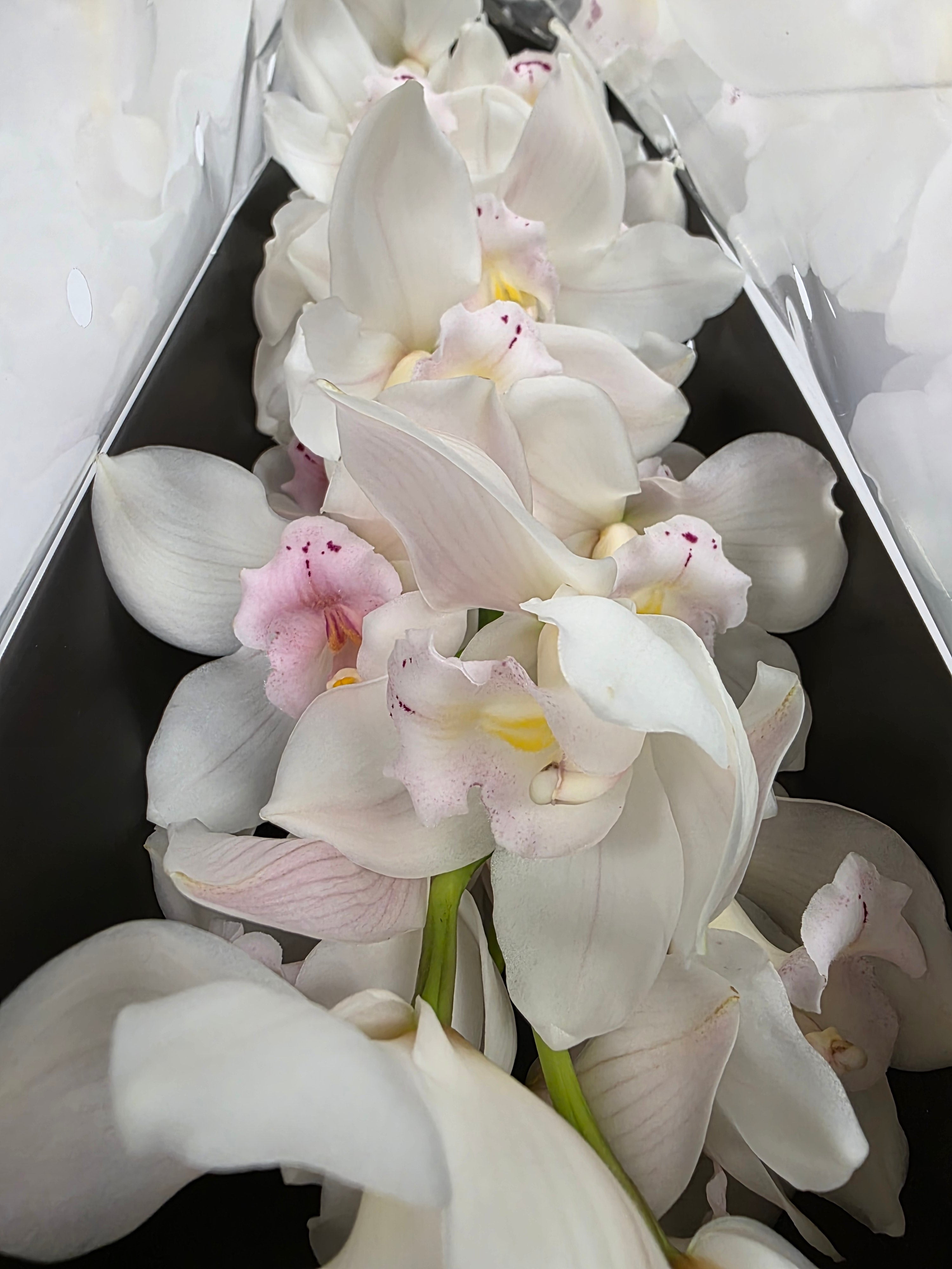 Farm Fresh Orchid/Cymbidium Tak Muscle White (Bunch of 1 stems, Length 80cm)