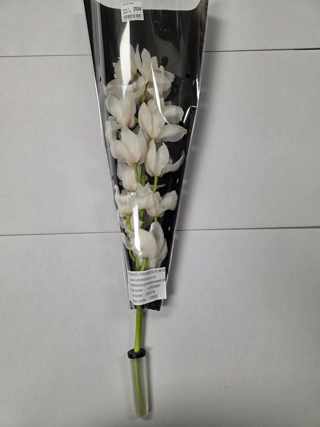 Farm Fresh Orchid/Cymbidium Tak Pompei (Bunch of 1 stems, Length 70cm)