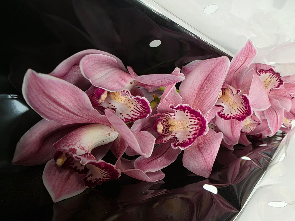 Farm Fresh Orchid/Cymbidium Tak Power (Bunch of 1 stems, Length 80cm)