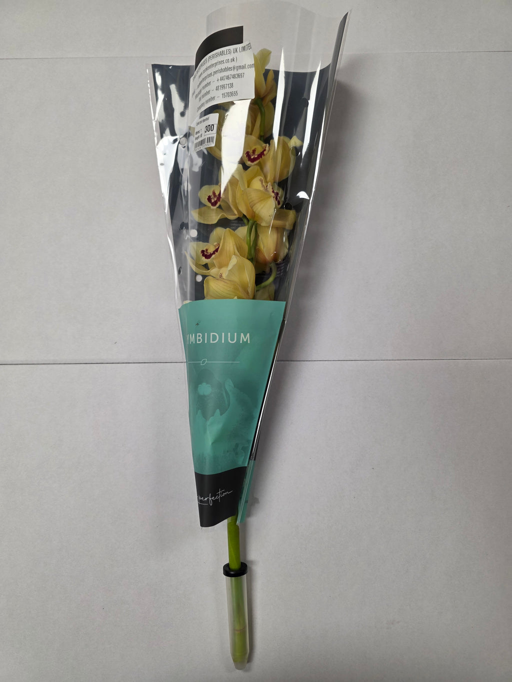 Farm Fresh Orchid/Cymbidium Tak Rijsenhout (Bunch of 1 stems, Length 60cm)