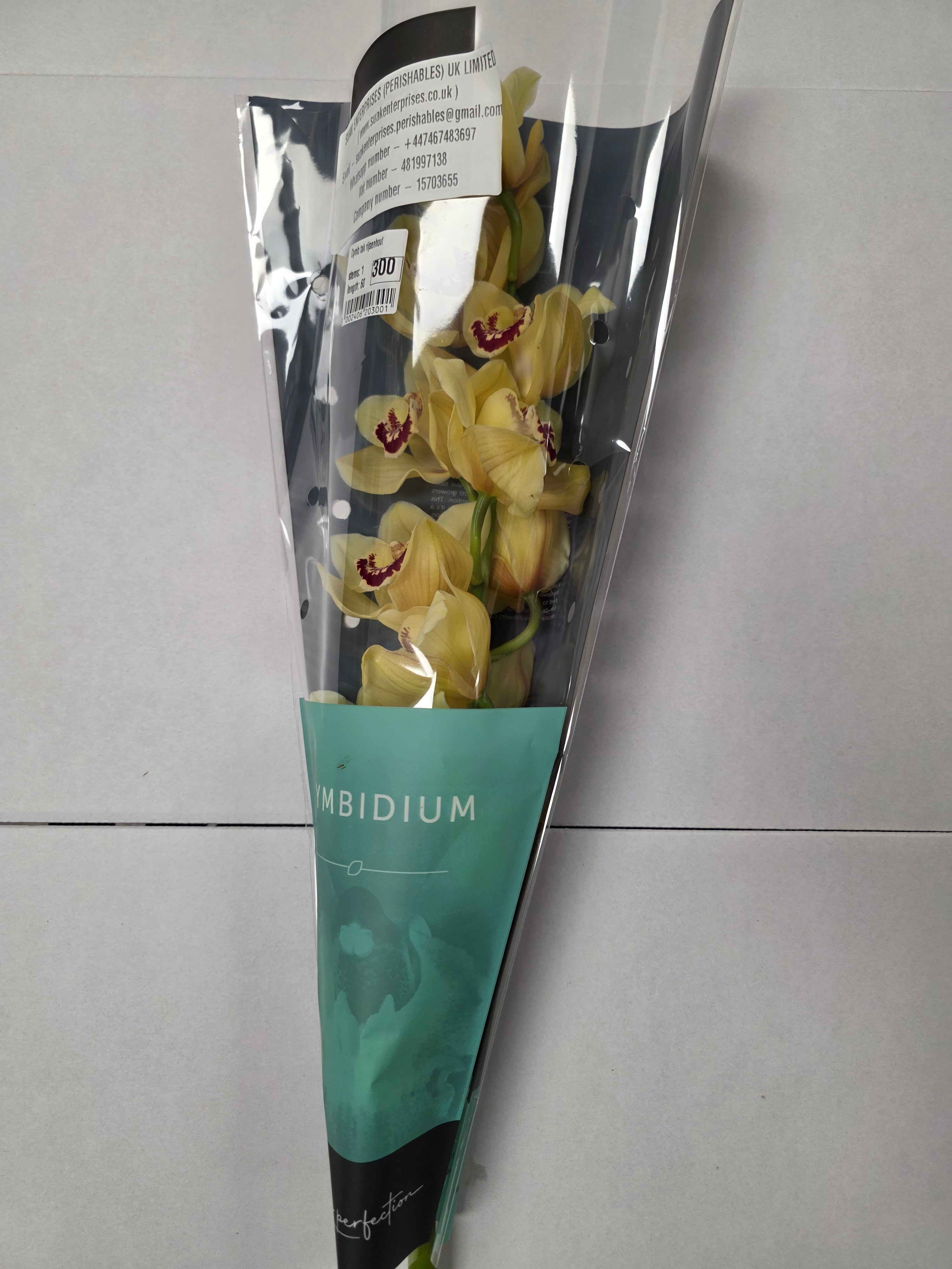 Farm Fresh Orchid/Cymbidium Tak Rijsenhout (Bunch of 1 stems, Length 60cm)