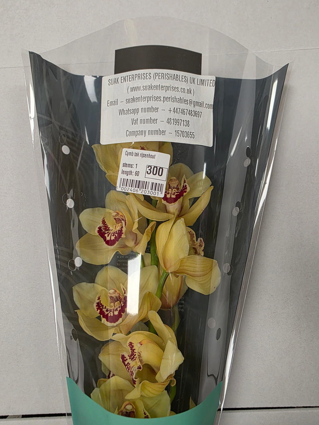 Farm Fresh Orchid/Cymbidium Tak Rijsenhout (Bunch of 1 stems, Length 60cm)