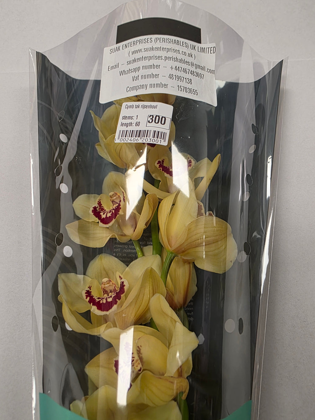 Farm Fresh Orchid/Cymbidium Tak Rijsenhout (Bunch of 1 stems, Length 60cm)