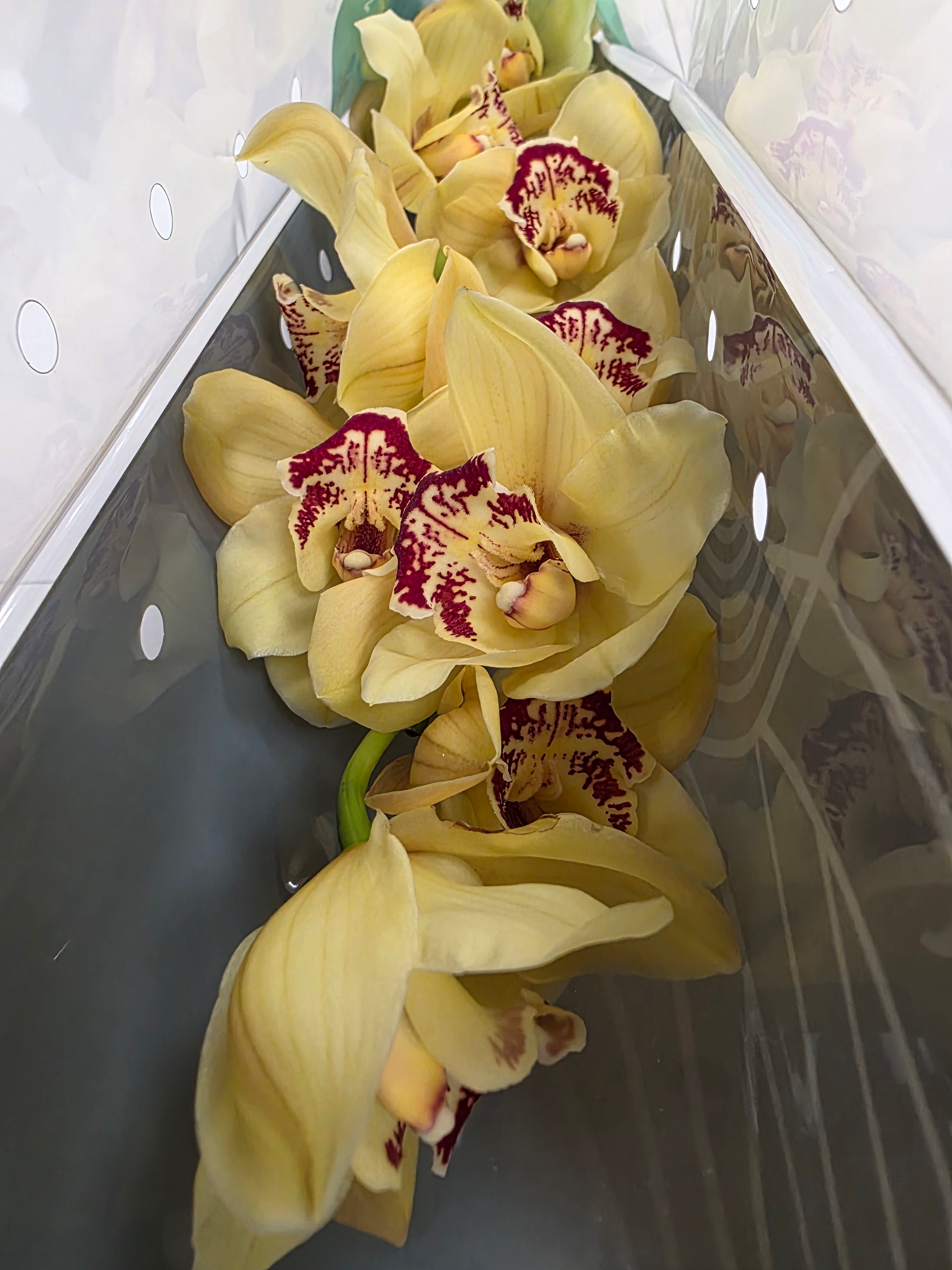 Farm Fresh Orchid/Cymbidium Tak Rijsenhout (Bunch of 1 stems, Length 60cm)