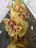Farm Fresh Orchid/Cymbidium Tak Rijsenhout (Bunch of 1 stems, Length 60cm)