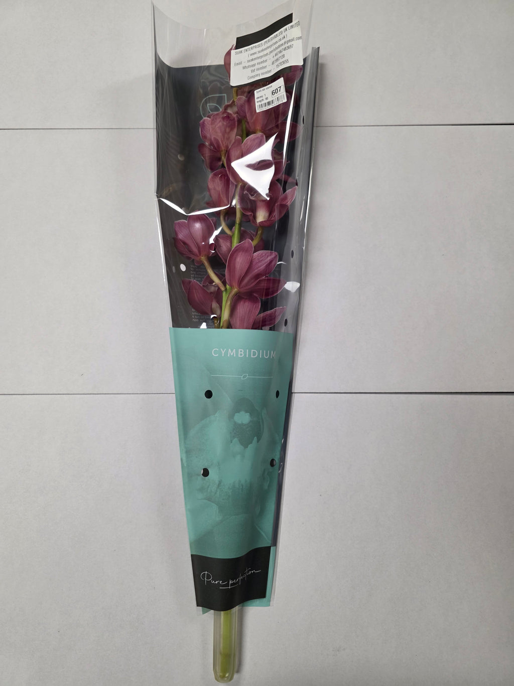 Farm Fresh Orchid/Cymbidium Tak Rotorua (Bunch of 1 stems, Length 80cm)