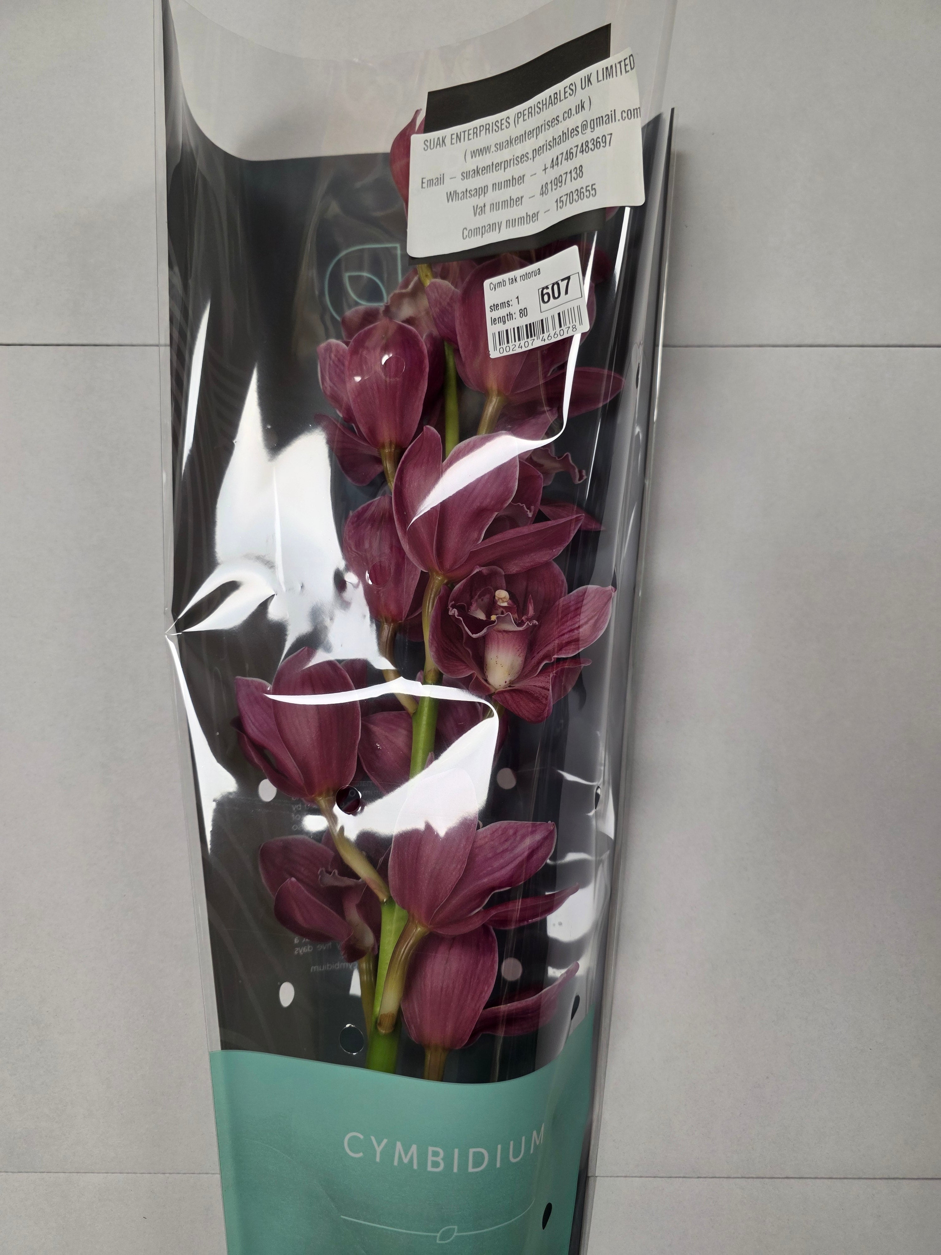Farm Fresh Orchid/Cymbidium Tak Rotorua (Bunch of 1 stems, Length 80cm)
