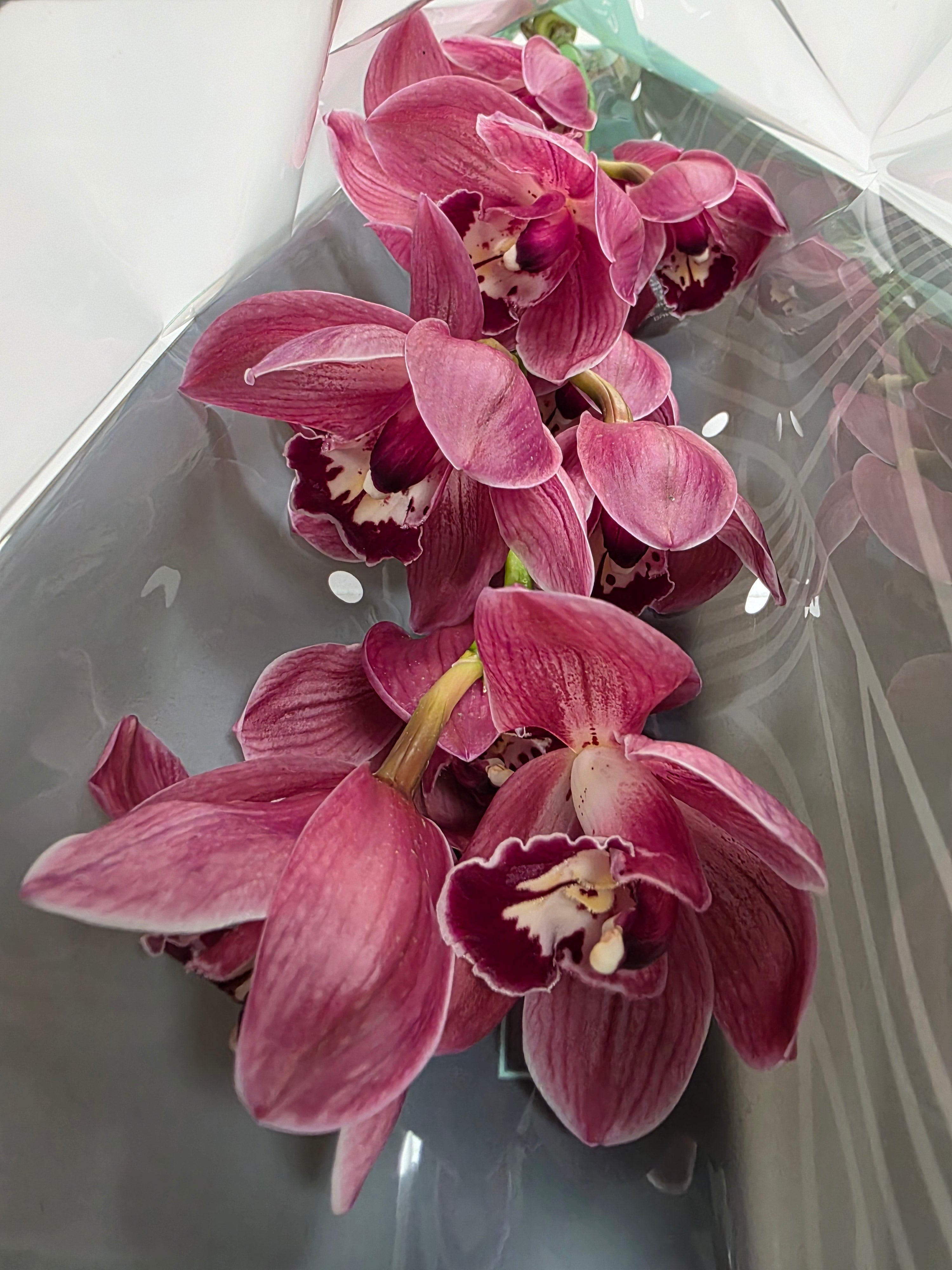 Farm Fresh Orchid/Cymbidium Tak Rotorua (Bunch of 1 stems, Length 80cm)
