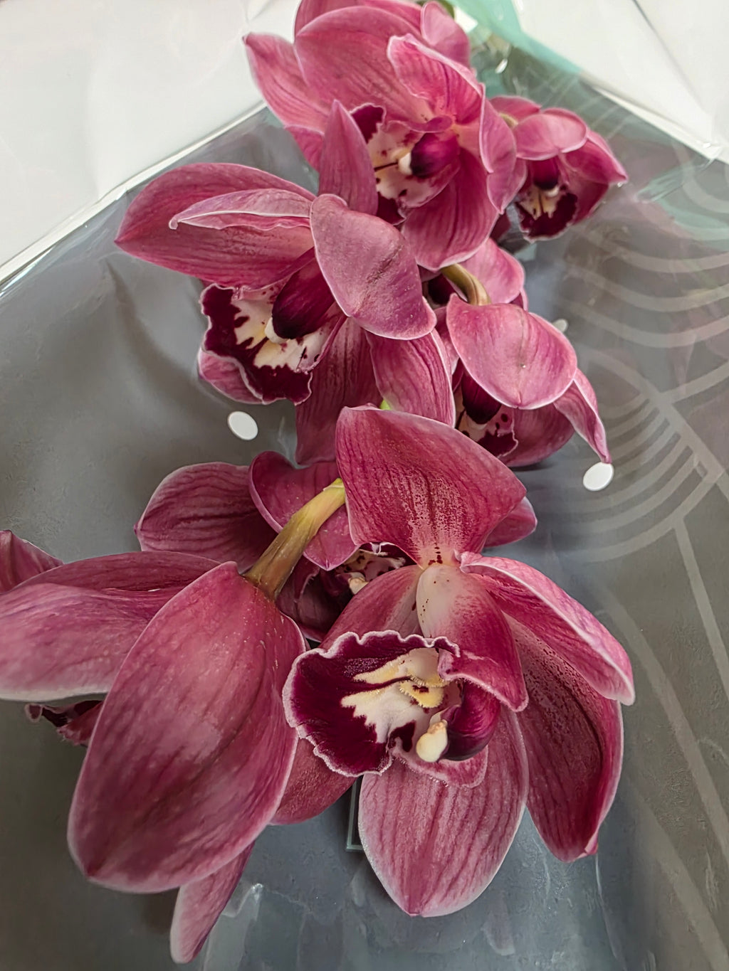 Farm Fresh Orchid/Cymbidium Tak Rotorua (Bunch of 1 stems, Length 80cm)