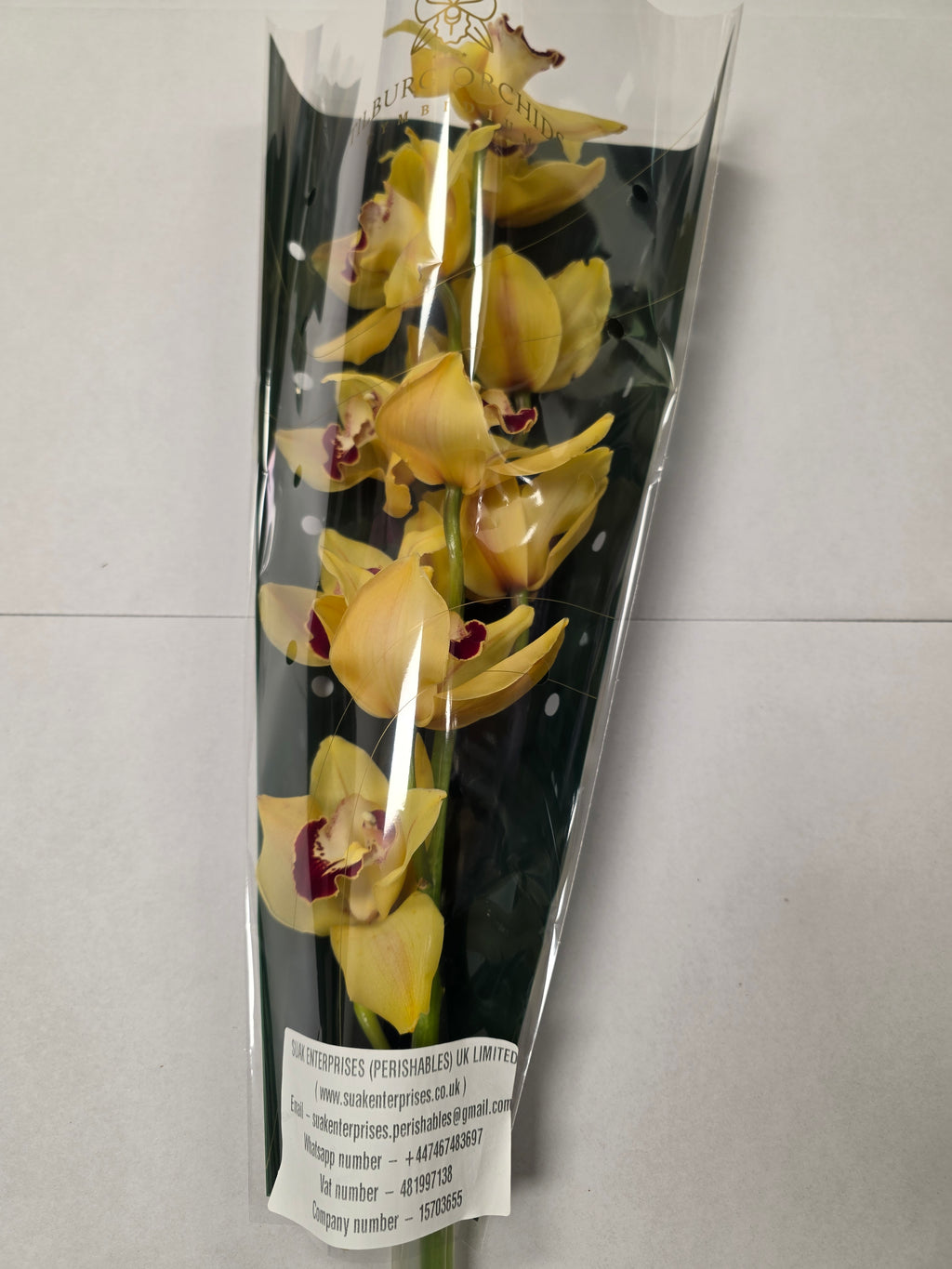 Farm Fresh Orchid/Cymbidium Tak Simba (Bunch of 1 stems, Length 60cm)
