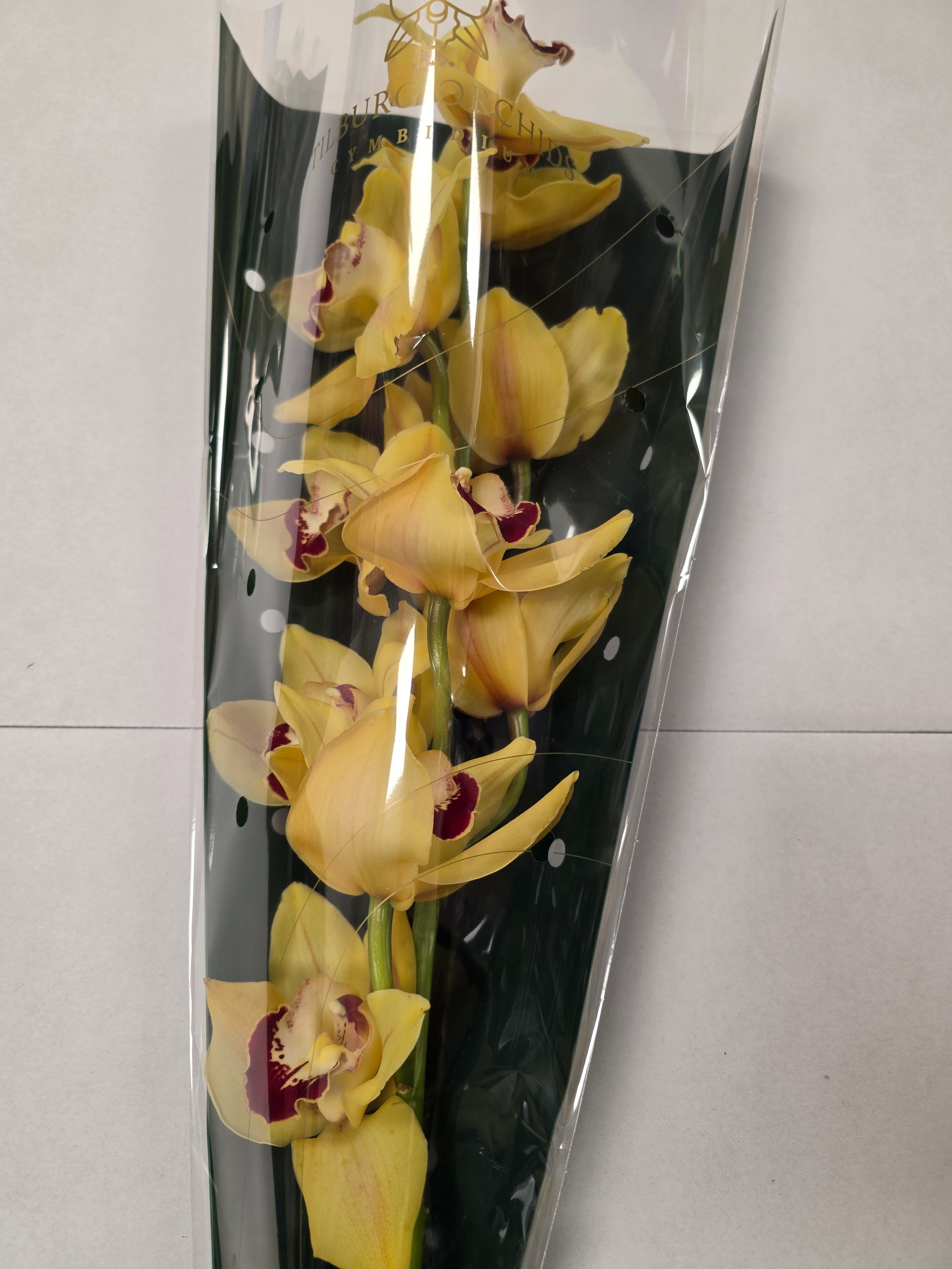 Farm Fresh Orchid/Cymbidium Tak Simba (Bunch of 1 stems, Length 60cm)