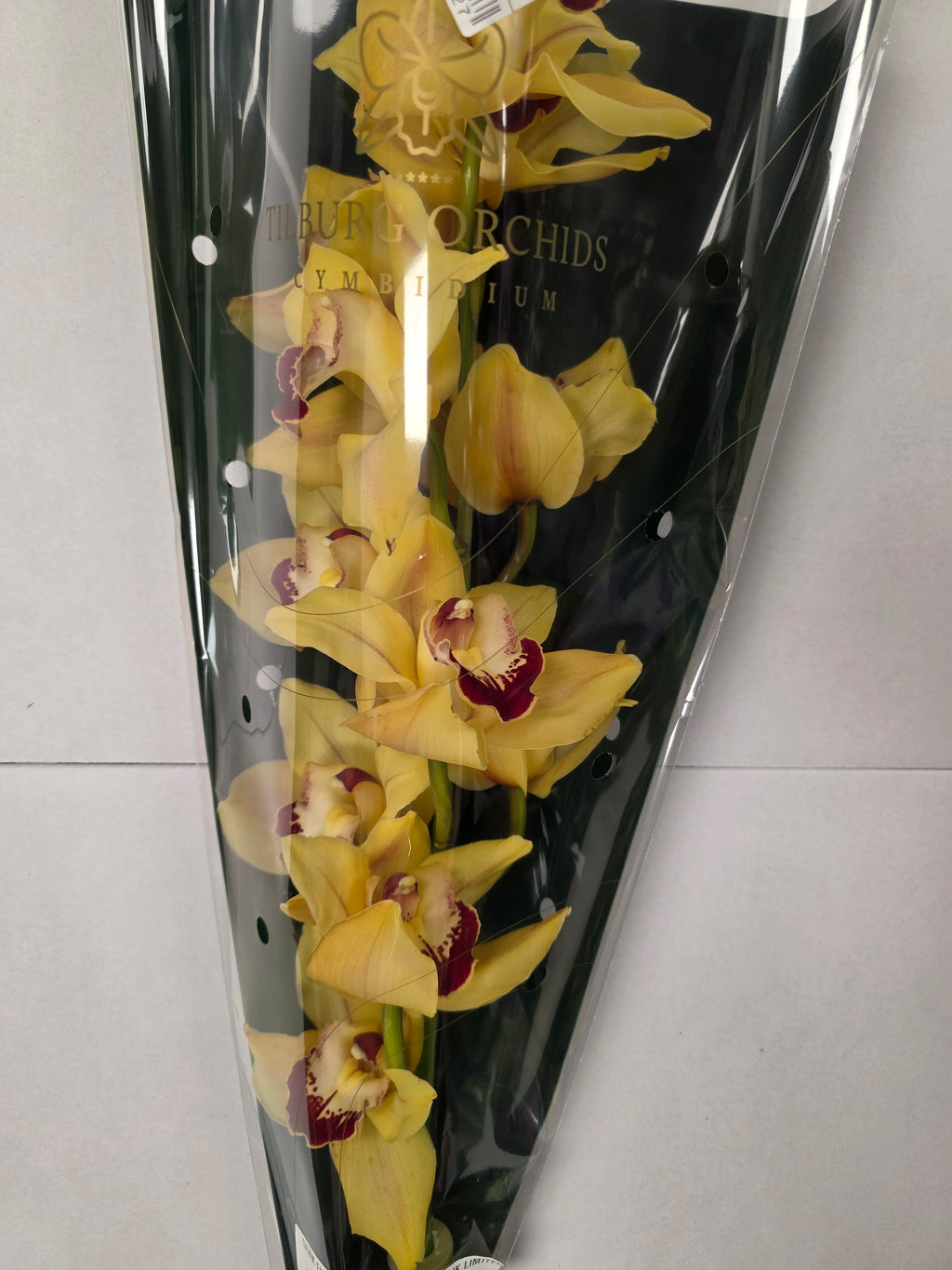 Farm Fresh Orchid/Cymbidium Tak Simba (Bunch of 1 stems, Length 60cm)