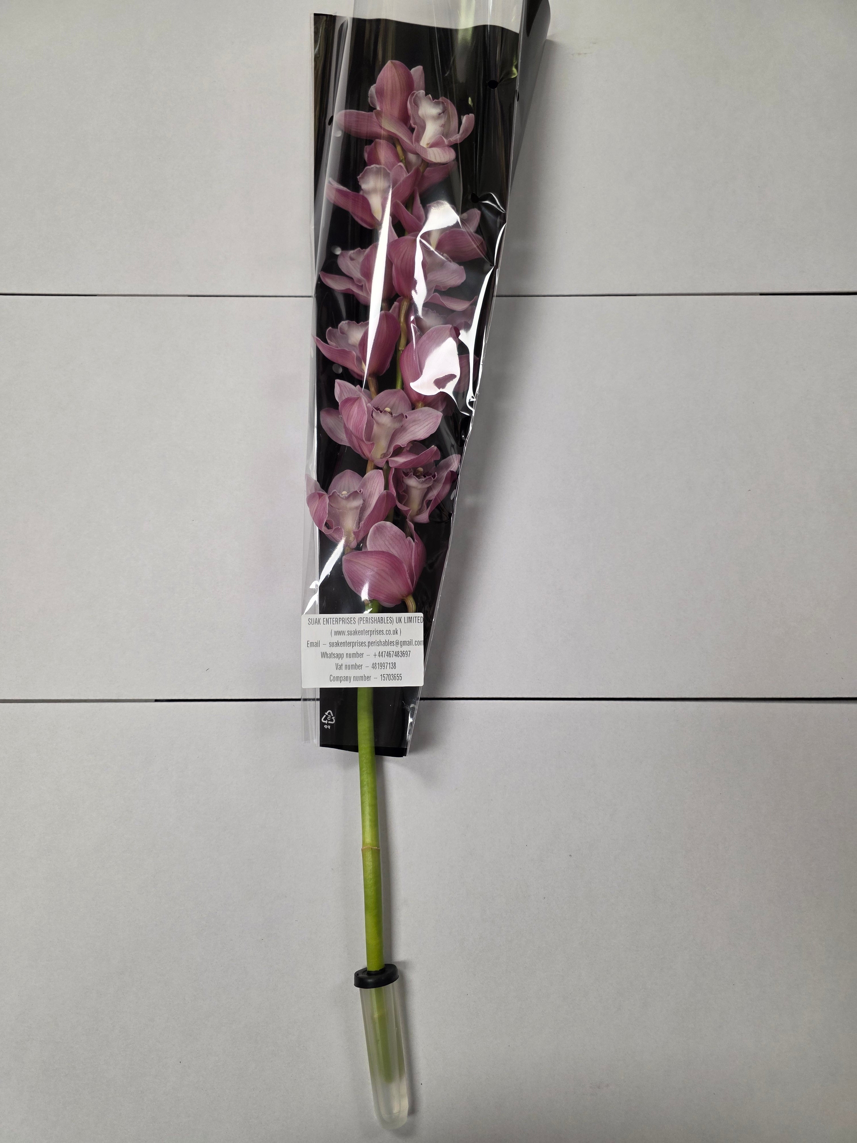 Farm Fresh Orchid/Cymbidium Tak Snowsprite (Bunch of 1 stems, Length 80cm)