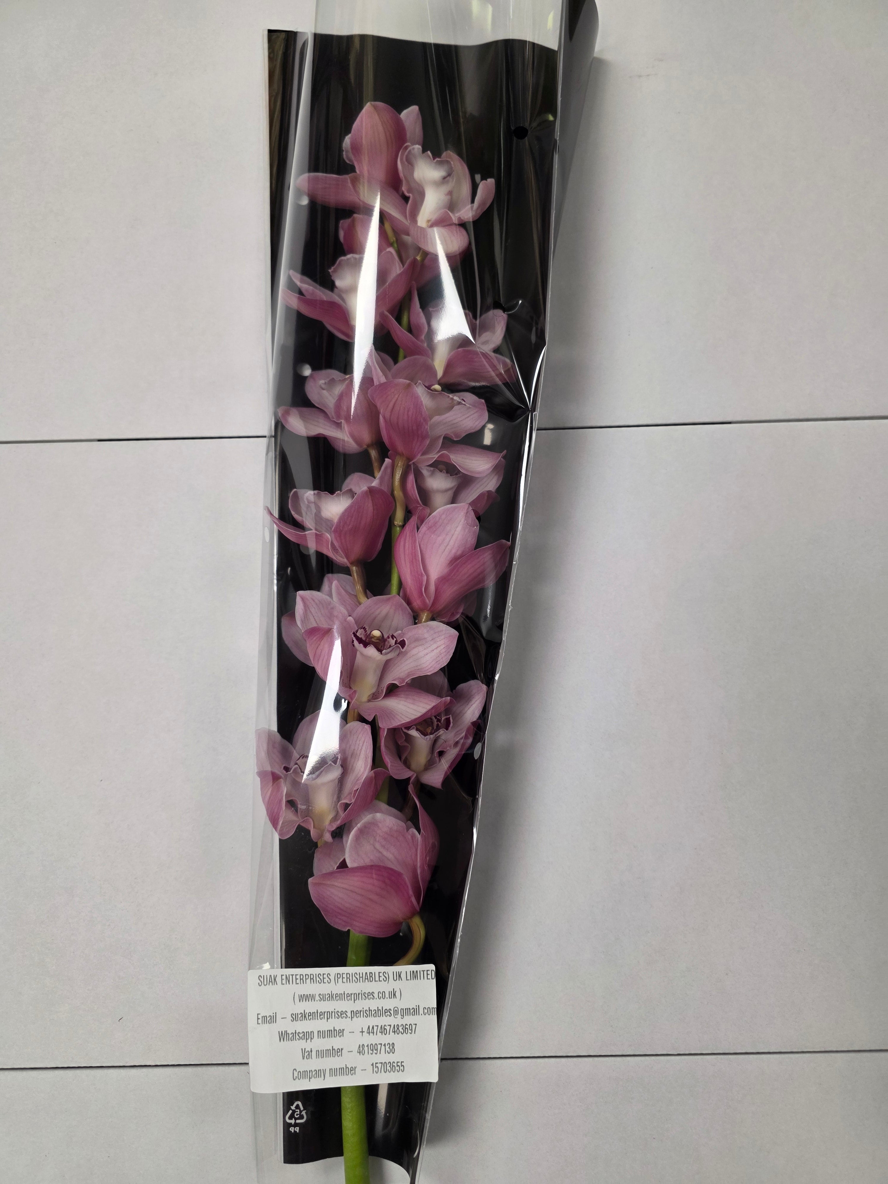 Farm Fresh Orchid/Cymbidium Tak Snowsprite (Bunch of 1 stems, Length 80cm)
