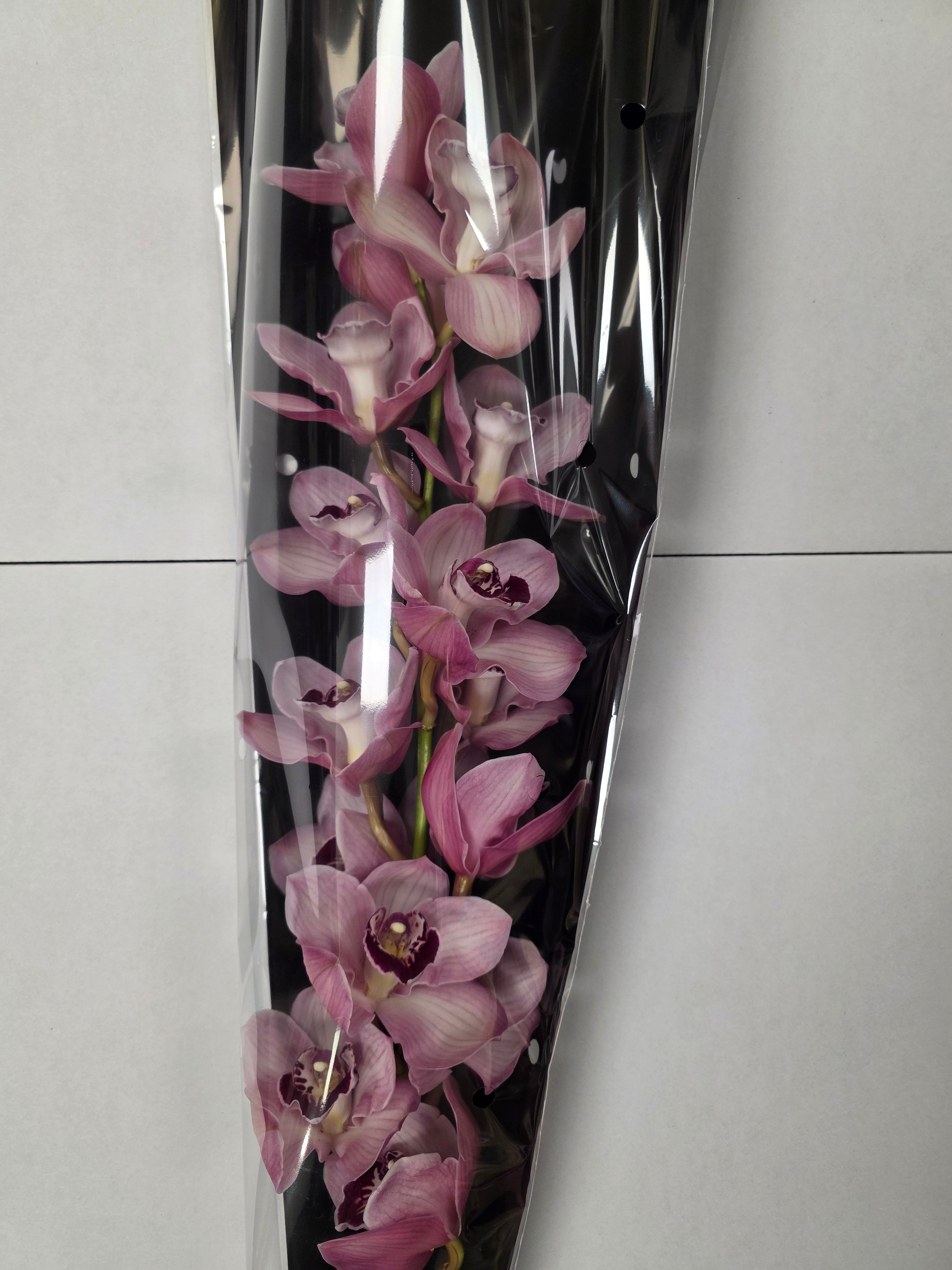 Farm Fresh Orchid/Cymbidium Tak Snowsprite (Bunch of 1 stems, Length 80cm)