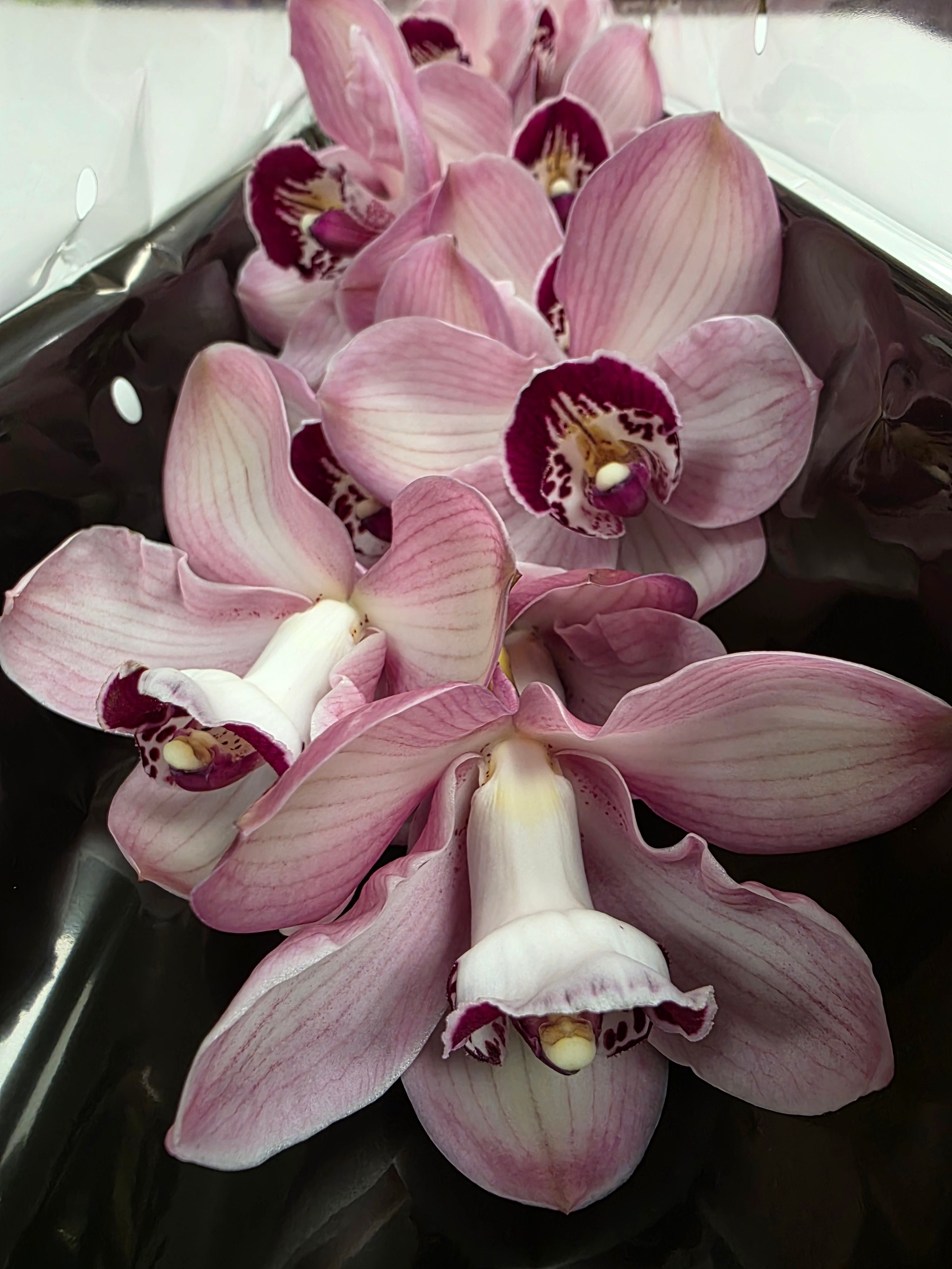 Farm Fresh Orchid/Cymbidium Tak Snowsprite (Bunch of 1 stems, Length 80cm)