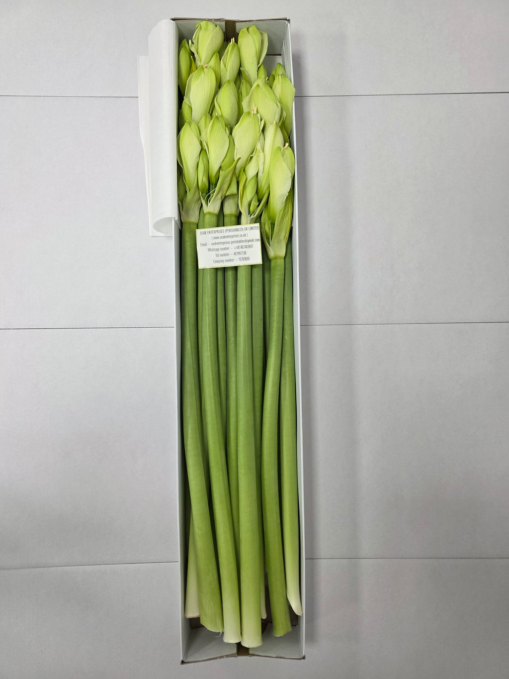 Farm Fresh Hippeastrum/Amarylis Casablanca (Box of 15 stems, Length 80cm)