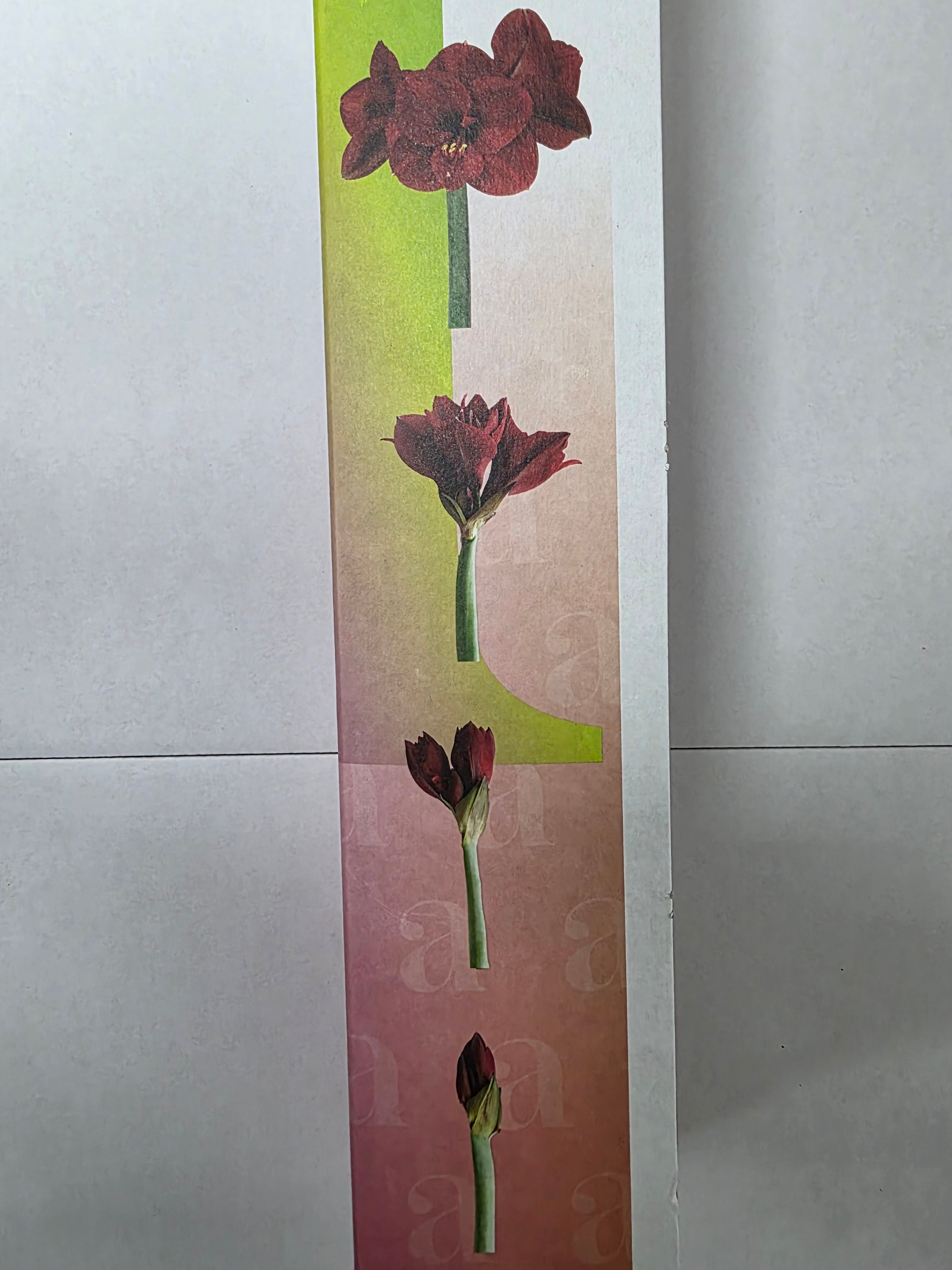 Farm Fresh Hippeastrum/Amarylis Casablanca (Box of 15 stems, Length 80cm)