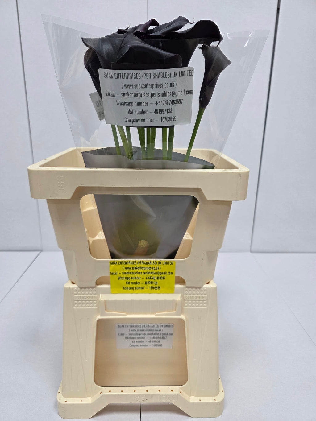 Farm Fresh Calla/Zantedeschia Odessa(Bunch of 10stems, length 60cm)