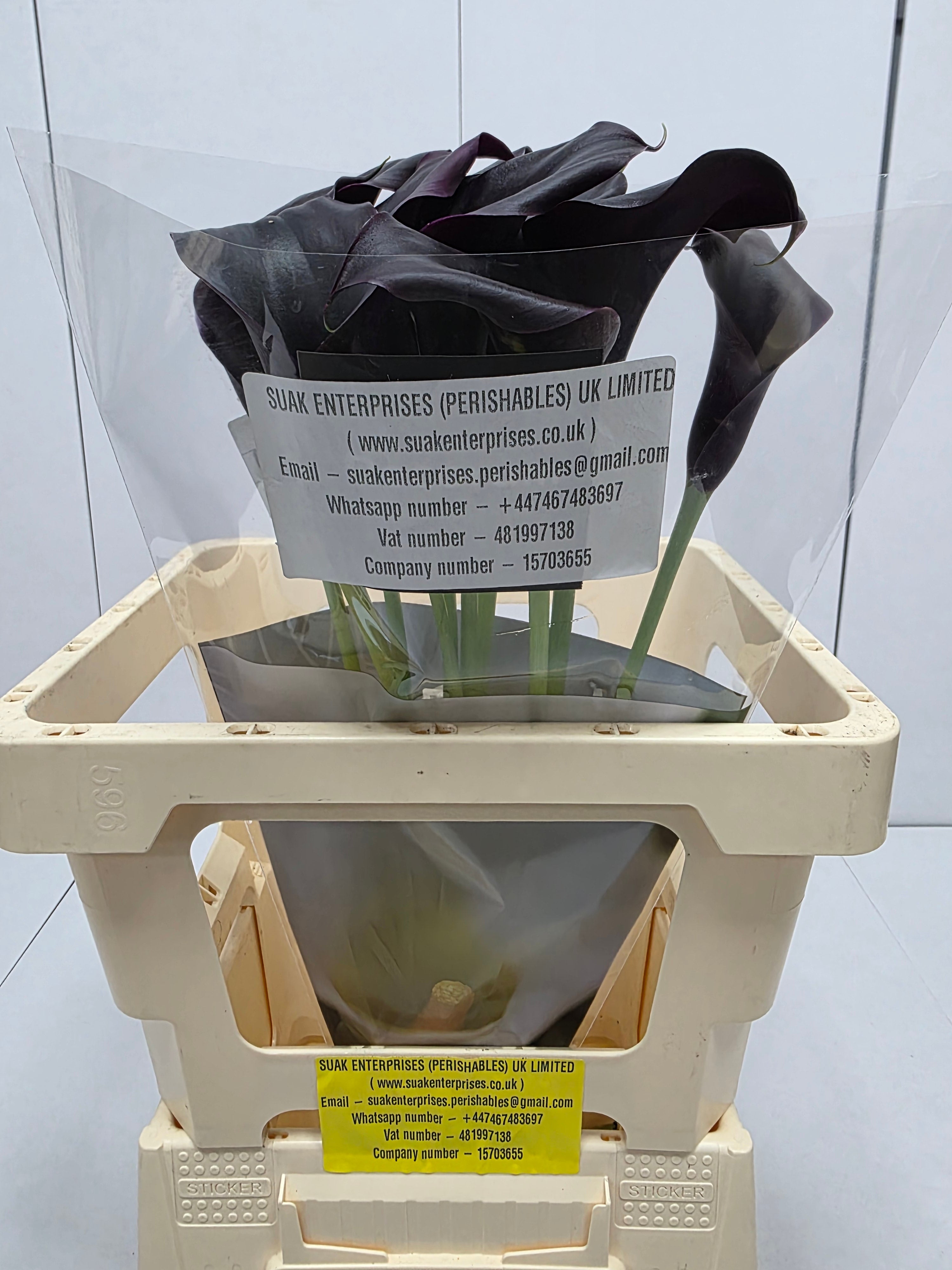 Farm Fresh Calla/Zantedeschia Odessa(Bunch of 10stems, length 60cm)
