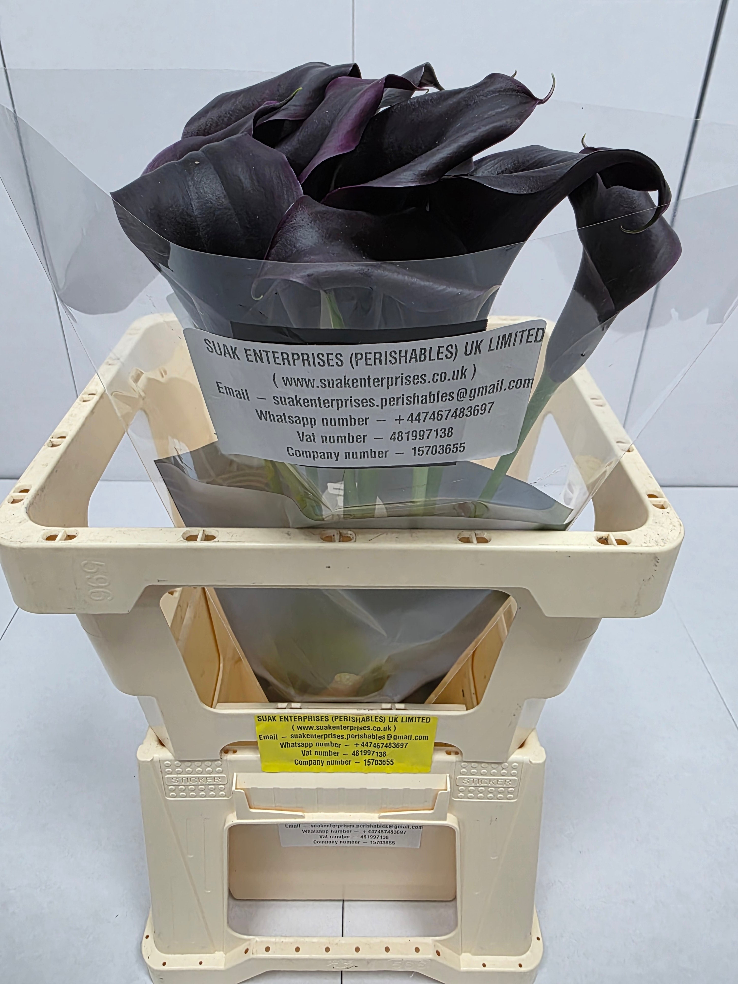 Farm Fresh Calla/Zantedeschia Odessa(Bunch of 10stems, length 60cm)
