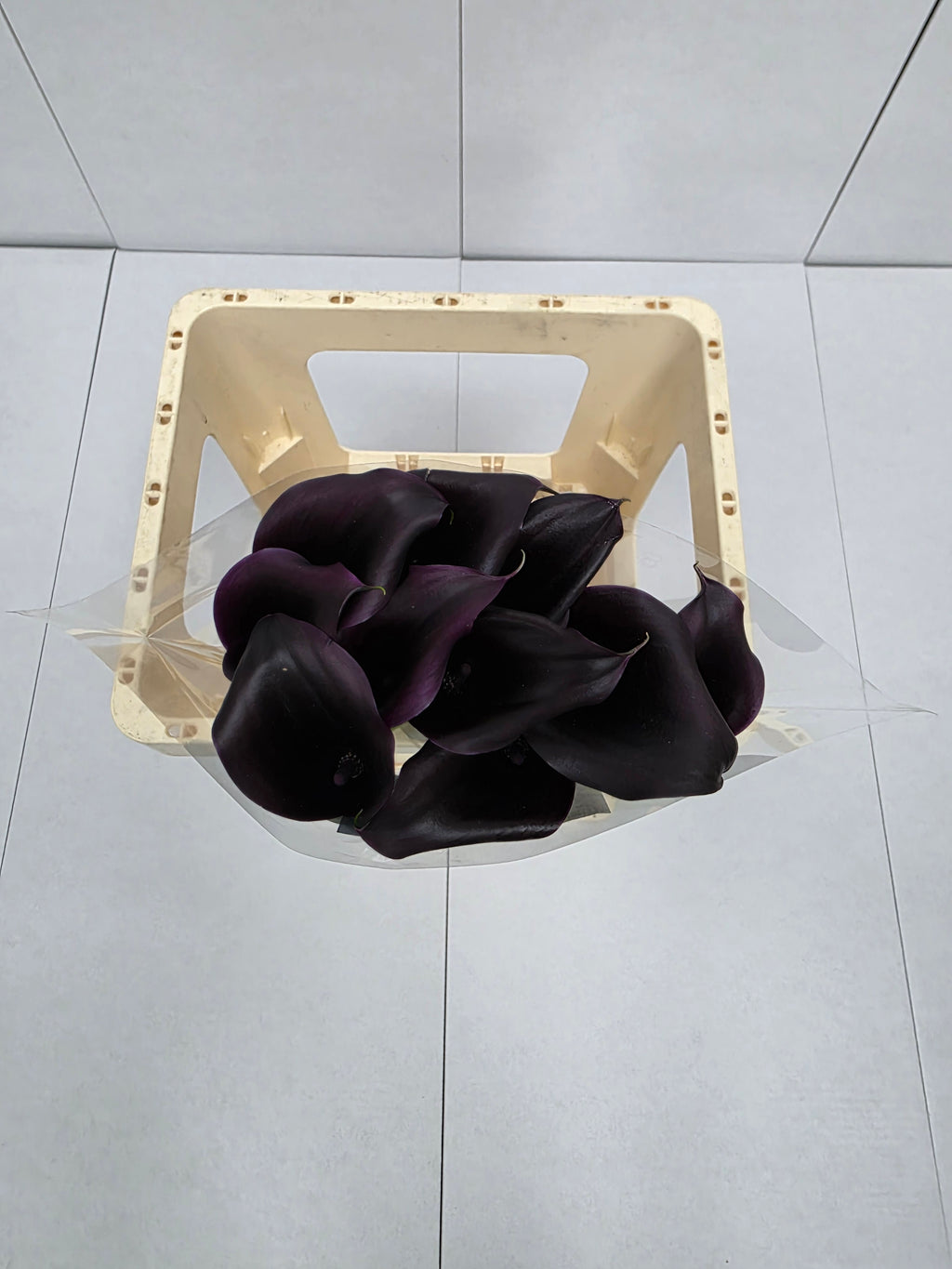 Farm Fresh Calla/Zantedeschia Odessa(Bunch of 10stems, length 60cm)