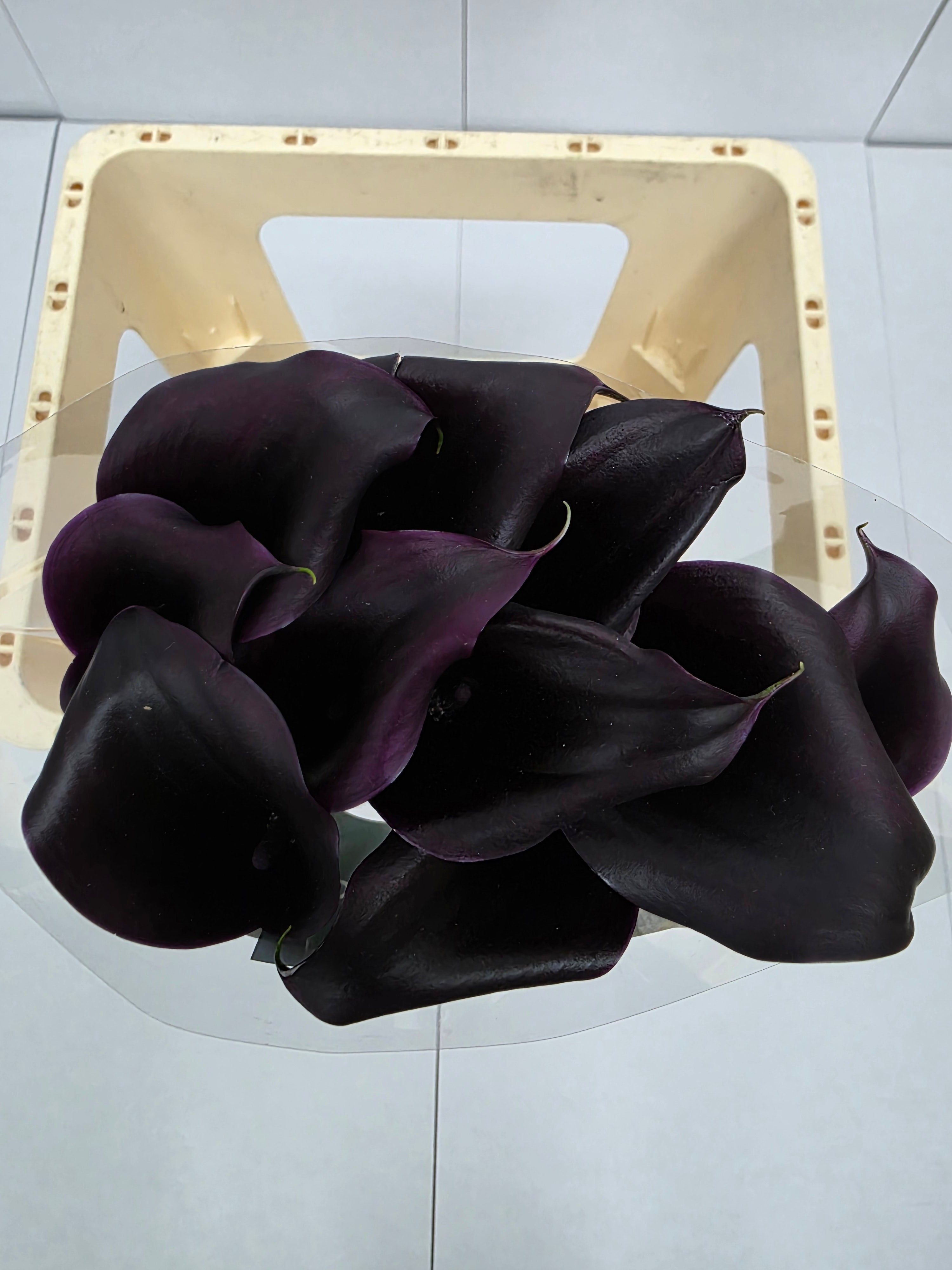 Farm Fresh Calla/Zantedeschia Odessa(Bunch of 10stems, length 60cm)
