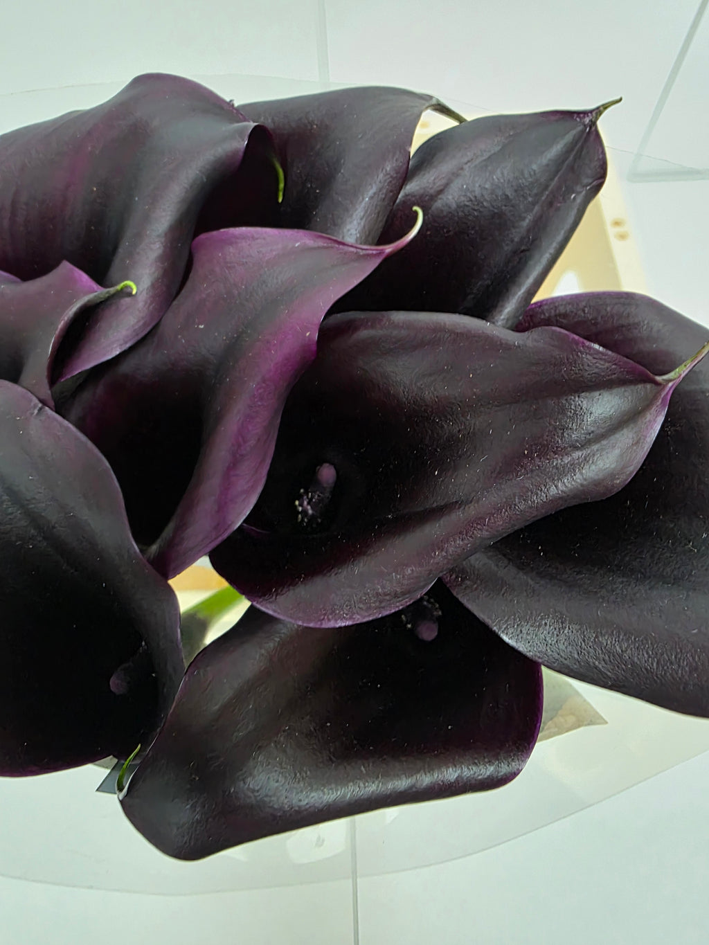 Farm Fresh Calla/Zantedeschia Odessa(Bunch of 10stems, length 60cm)