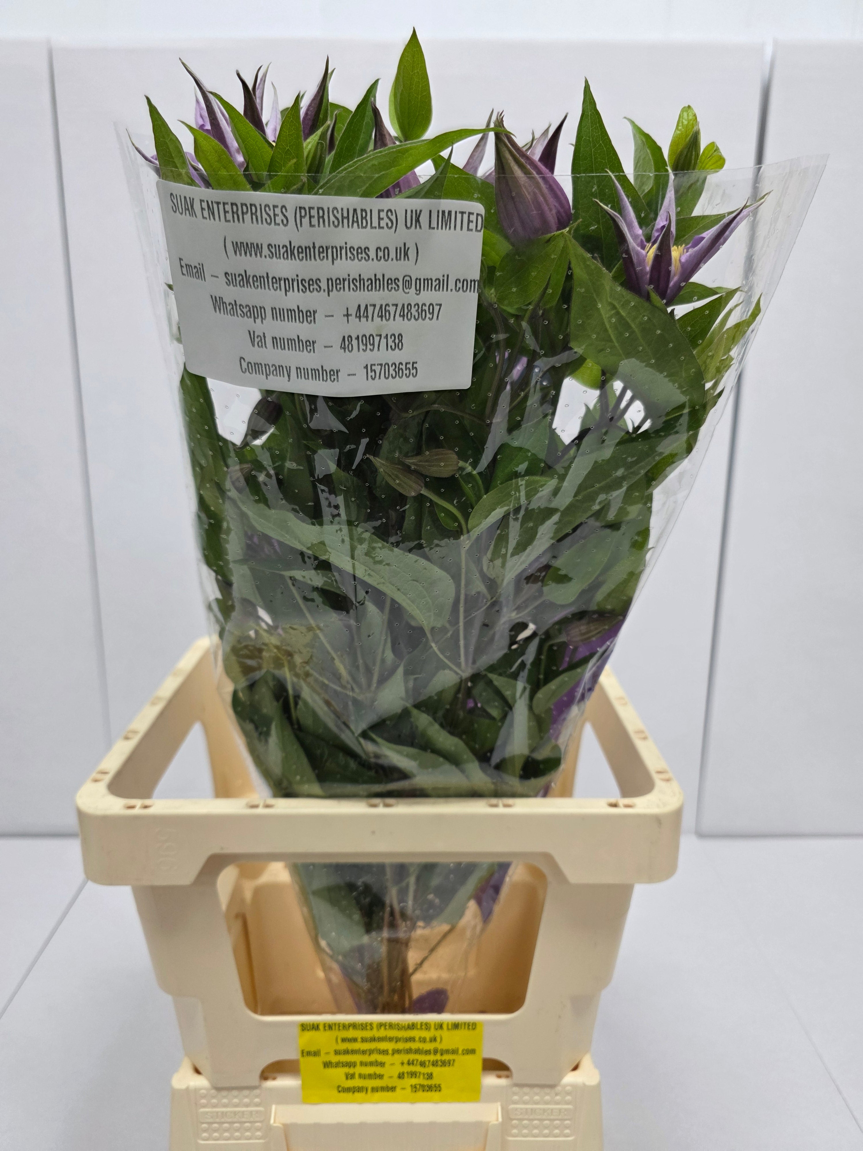 Farm Fresh Clematis Amazing London(Bunch of 10 stems, Length 60cm)