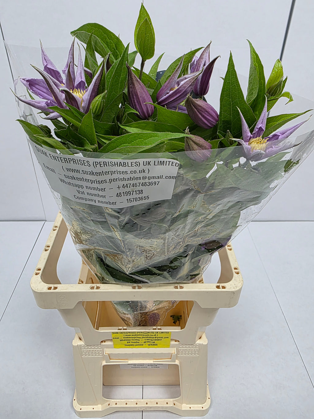 Farm Fresh Clematis Amazing London(Bunch of 10 stems, Length 60cm)
