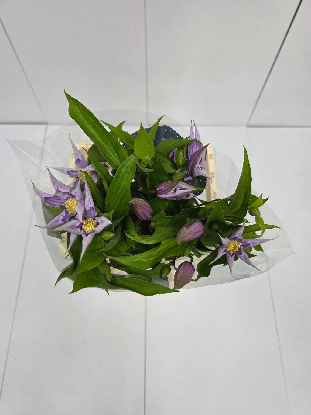 Farm Fresh Clematis Amazing London(Bunch of 10 stems, Length 60cm)