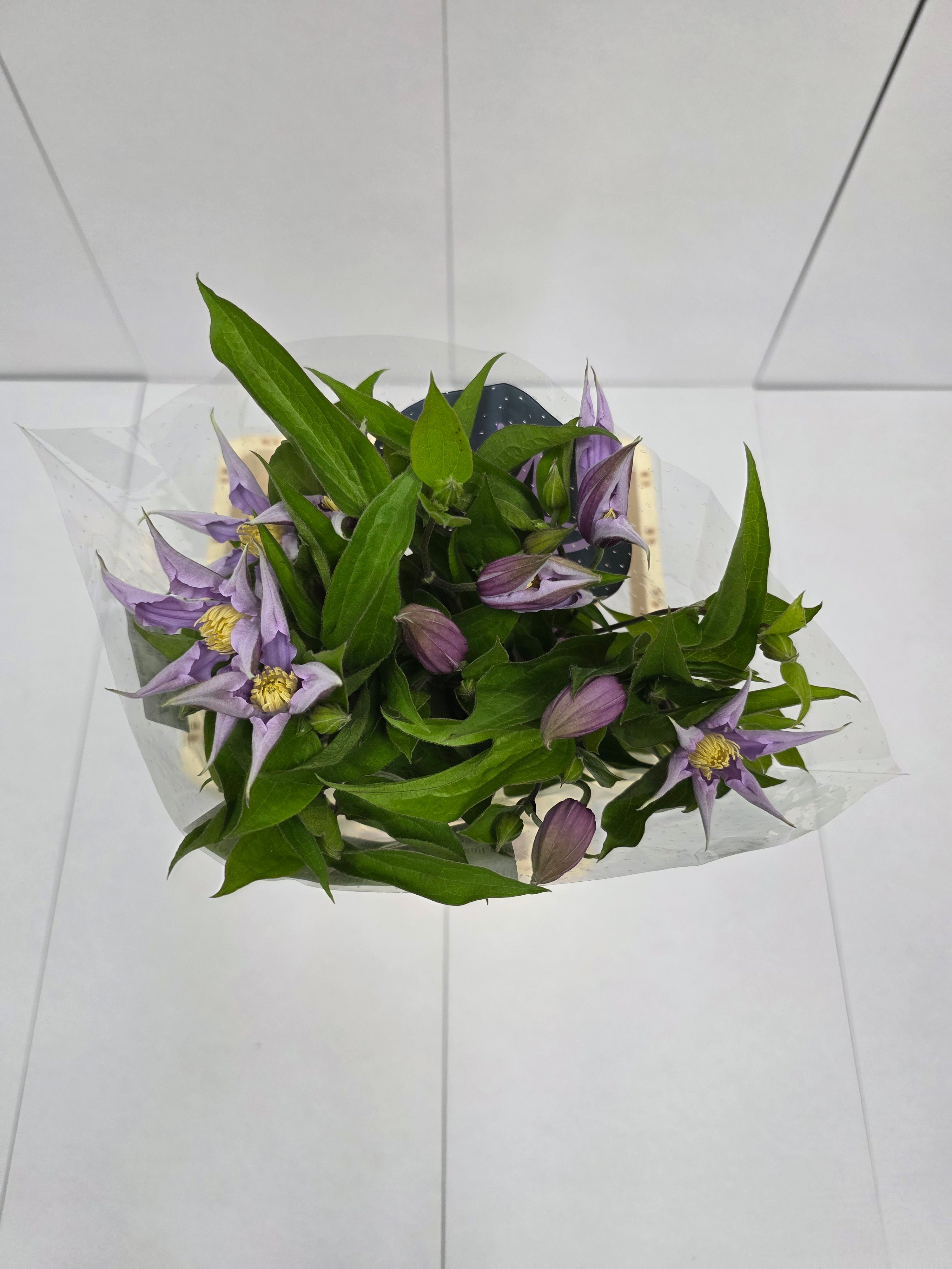 Farm Fresh Clematis Amazing London(Bunch of 10 stems, Length 60cm)