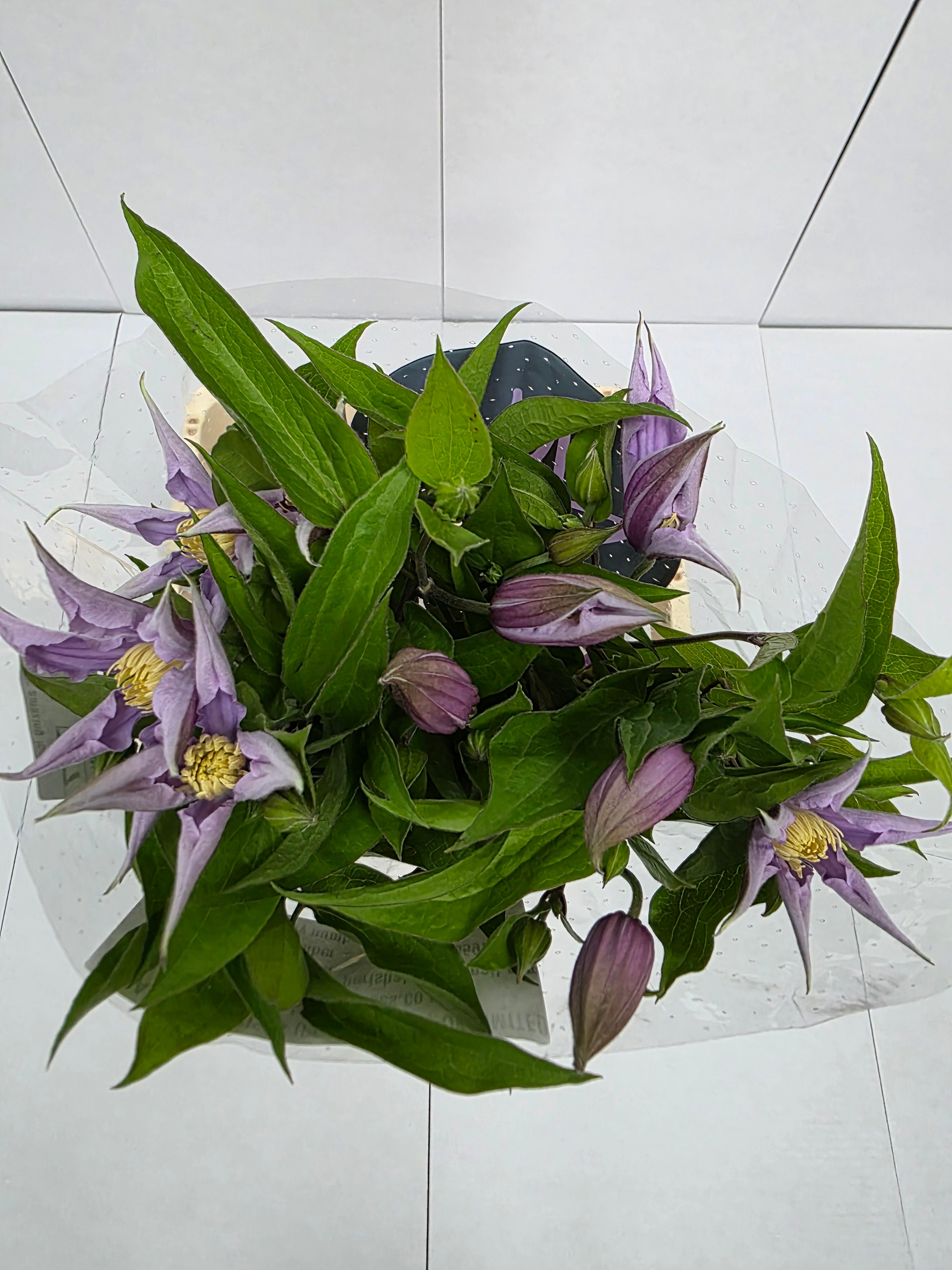 Farm Fresh Clematis Amazing London(Bunch of 10 stems, Length 60cm)