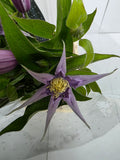 Farm Fresh Clematis Amazing London(Bunch of 10 stems, Length 60cm)