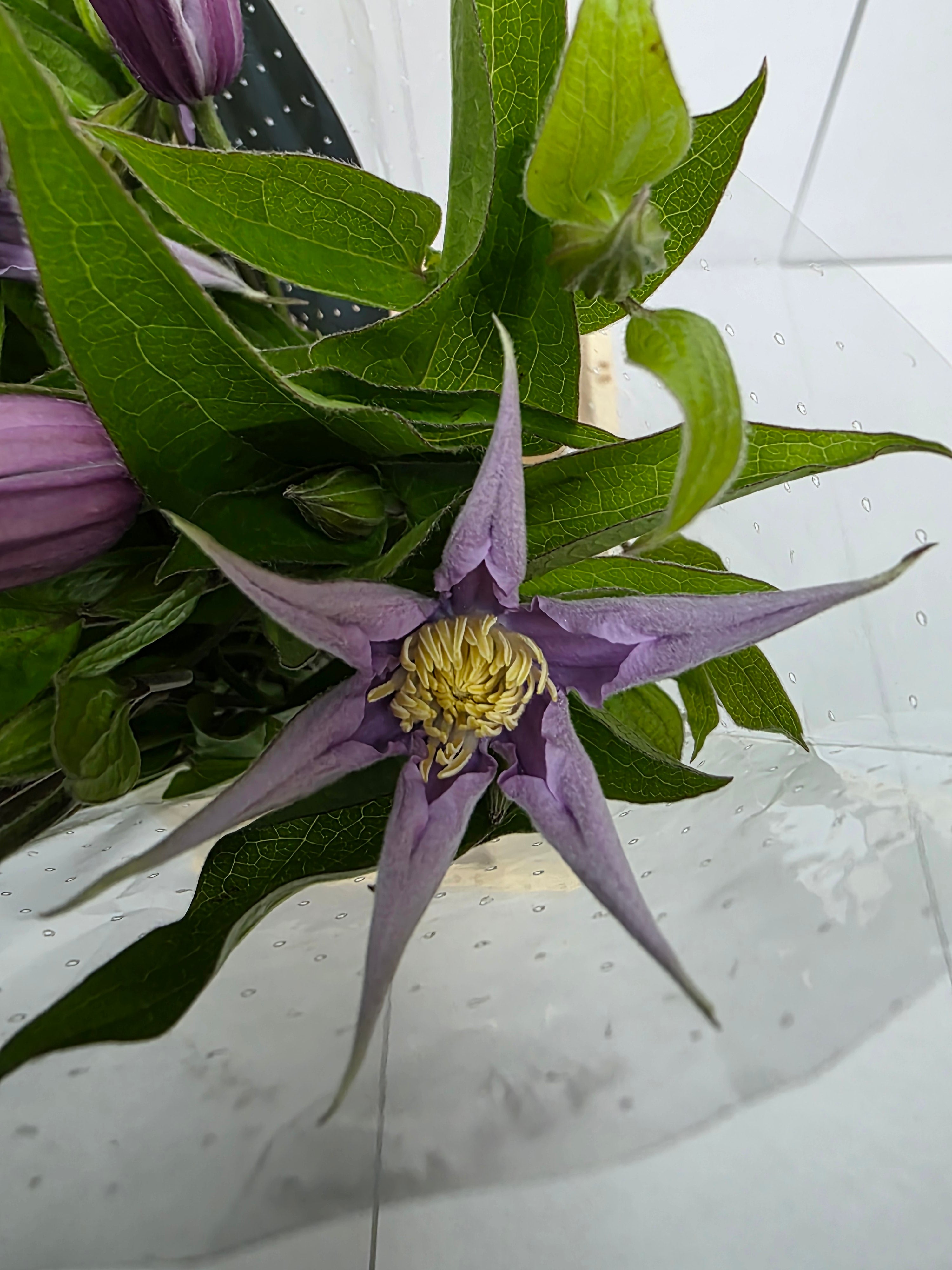 Farm Fresh Clematis Amazing London(Bunch of 10 stems, Length 60cm)