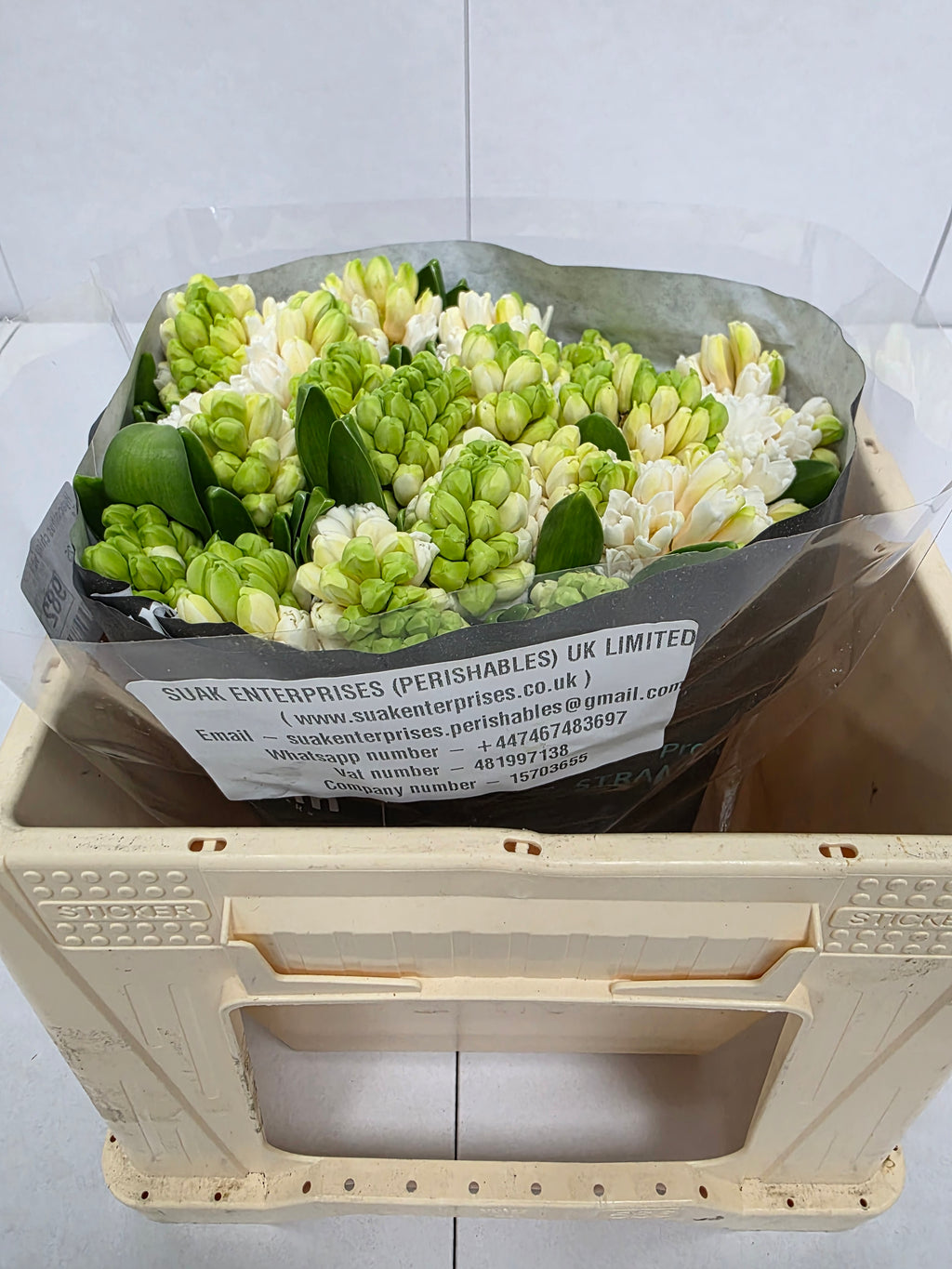 Farm Fresh Hyacinthus Orientalis China White (Bunch of 25stems, Length 30cm)