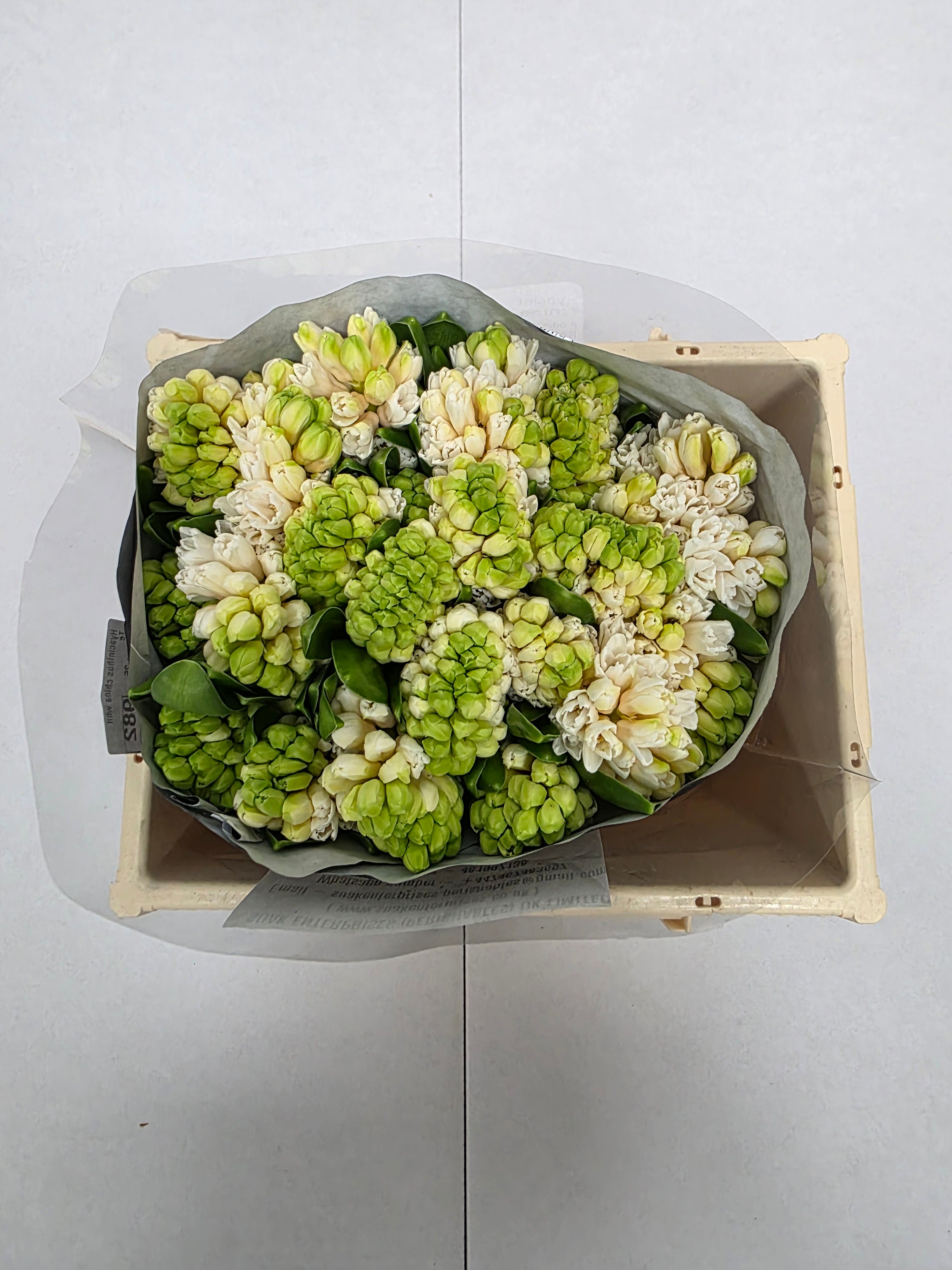 Farm Fresh Hyacinthus Orientalis China White (Bunch of 25stems, Length 30cm)