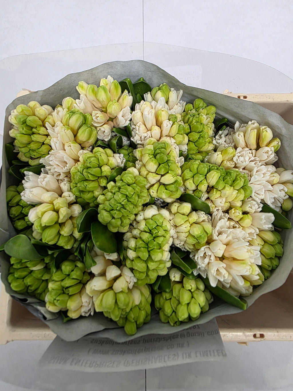 Farm Fresh Hyacinthus Orientalis China White (Bunch of 25stems, Length 30cm)