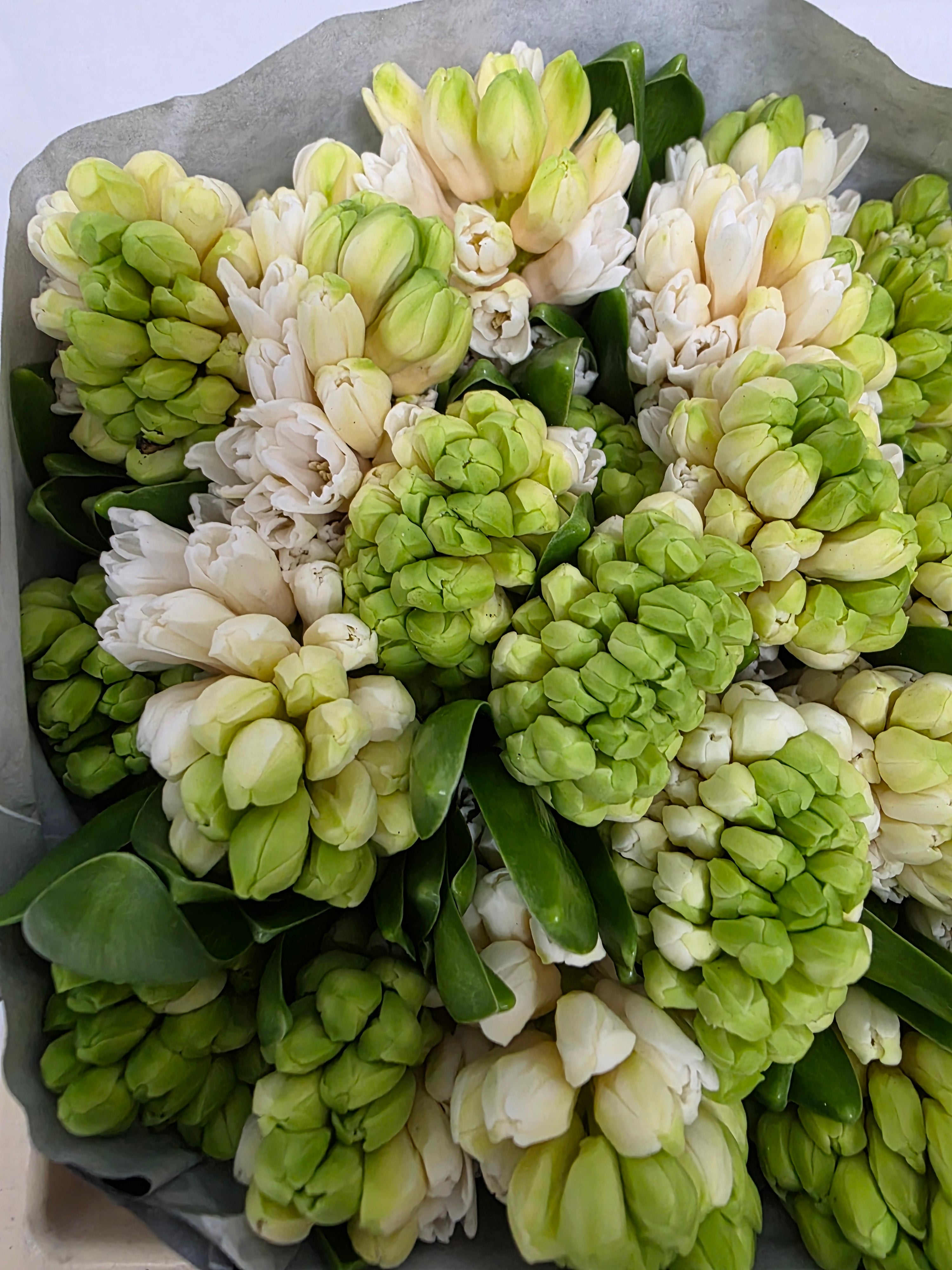 Farm Fresh Hyacinthus Orientalis China White (Bunch of 25stems, Length 30cm)