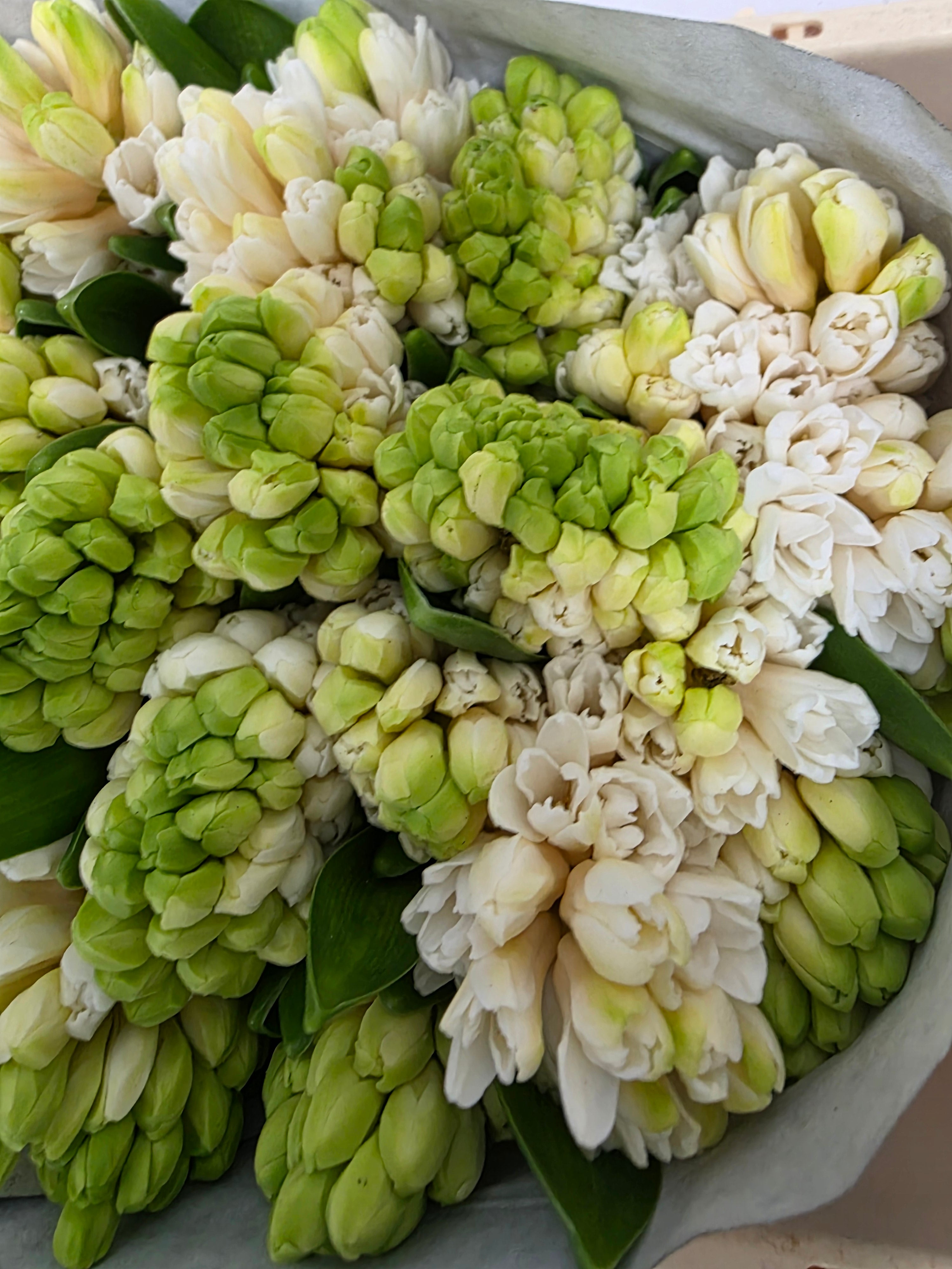 Farm Fresh Hyacinthus Orientalis China White (Bunch of 25stems, Length 30cm)