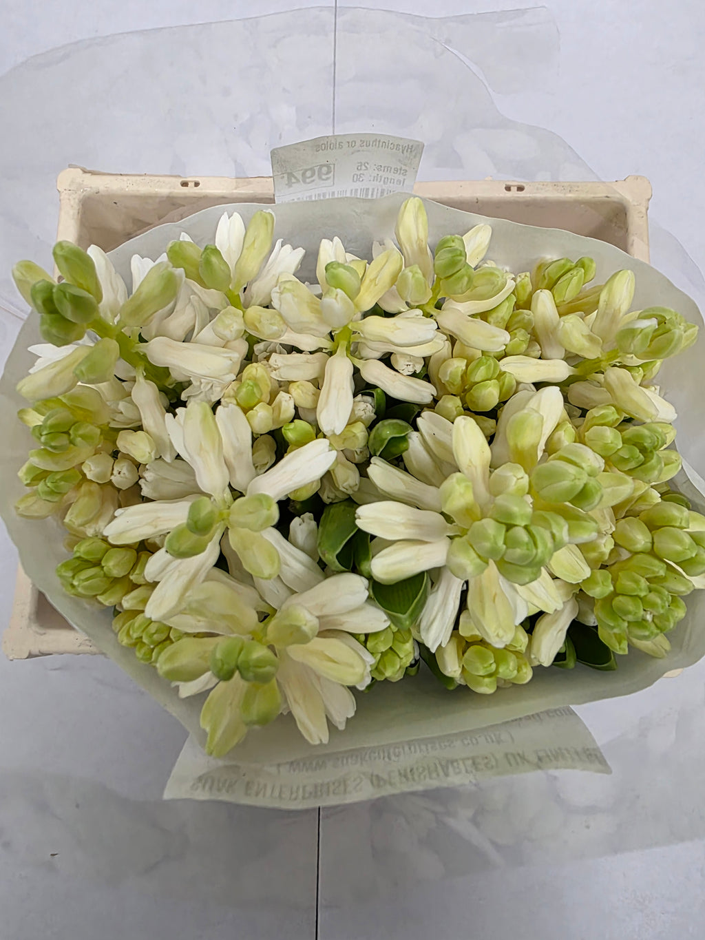 Farm Fresh Hyacinthus Orientalis Aiolos (Bunch of 25stems, Length 30cm)