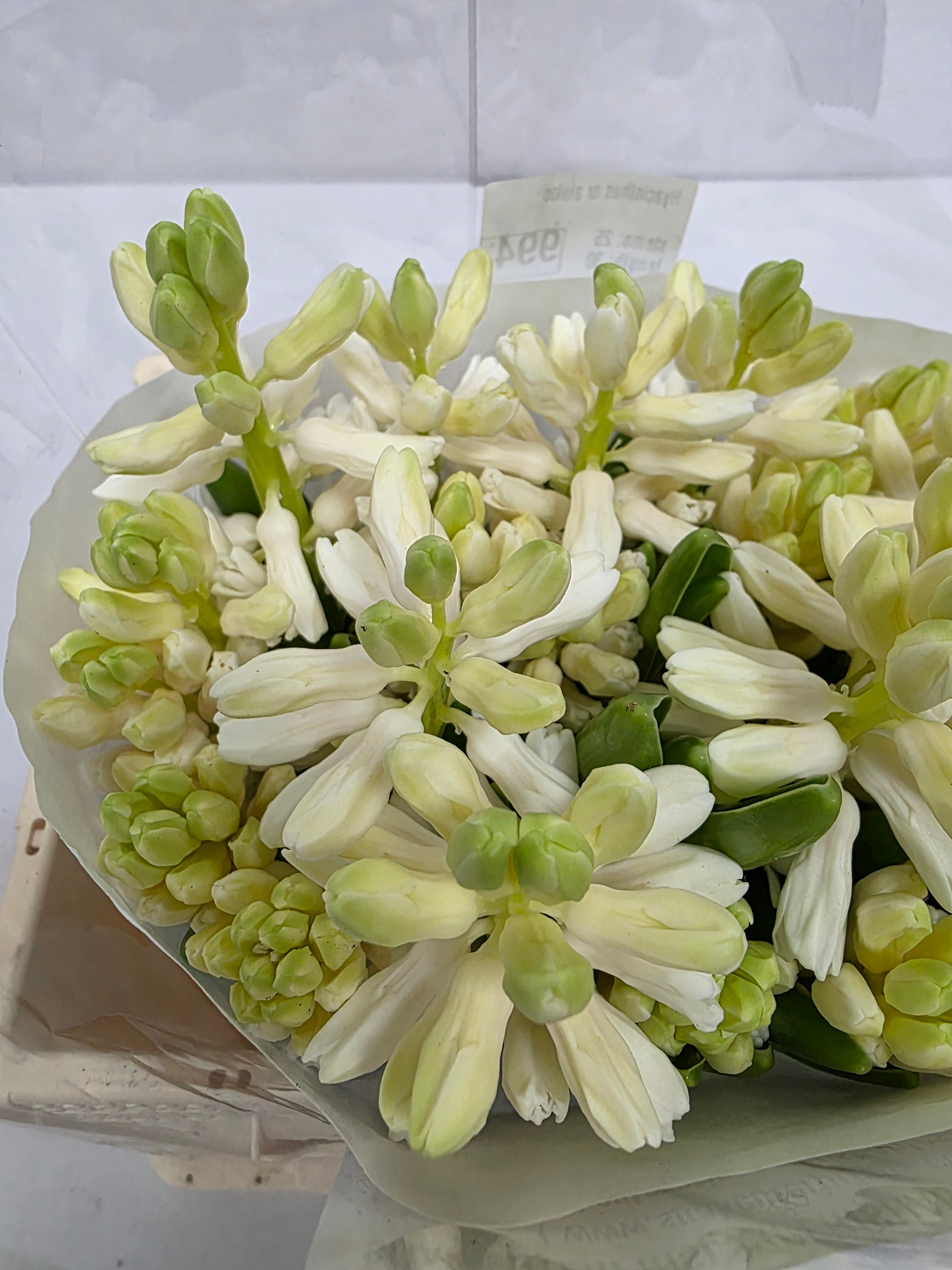 Farm Fresh Hyacinthus Orientalis Aiolos (Bunch of 25stems, Length 30cm)