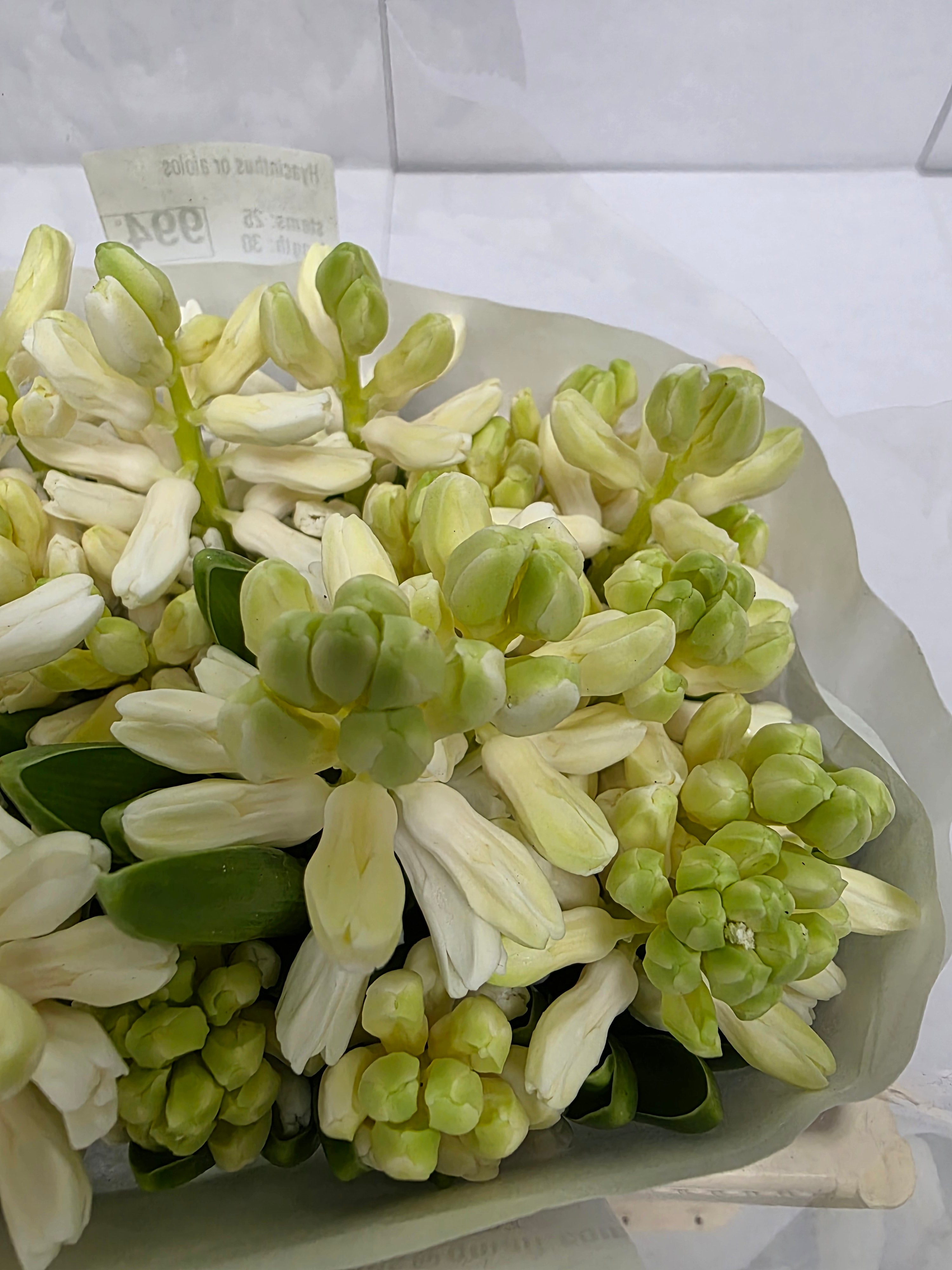 Farm Fresh Hyacinthus Orientalis Aiolos (Bunch of 25stems, Length 30cm)