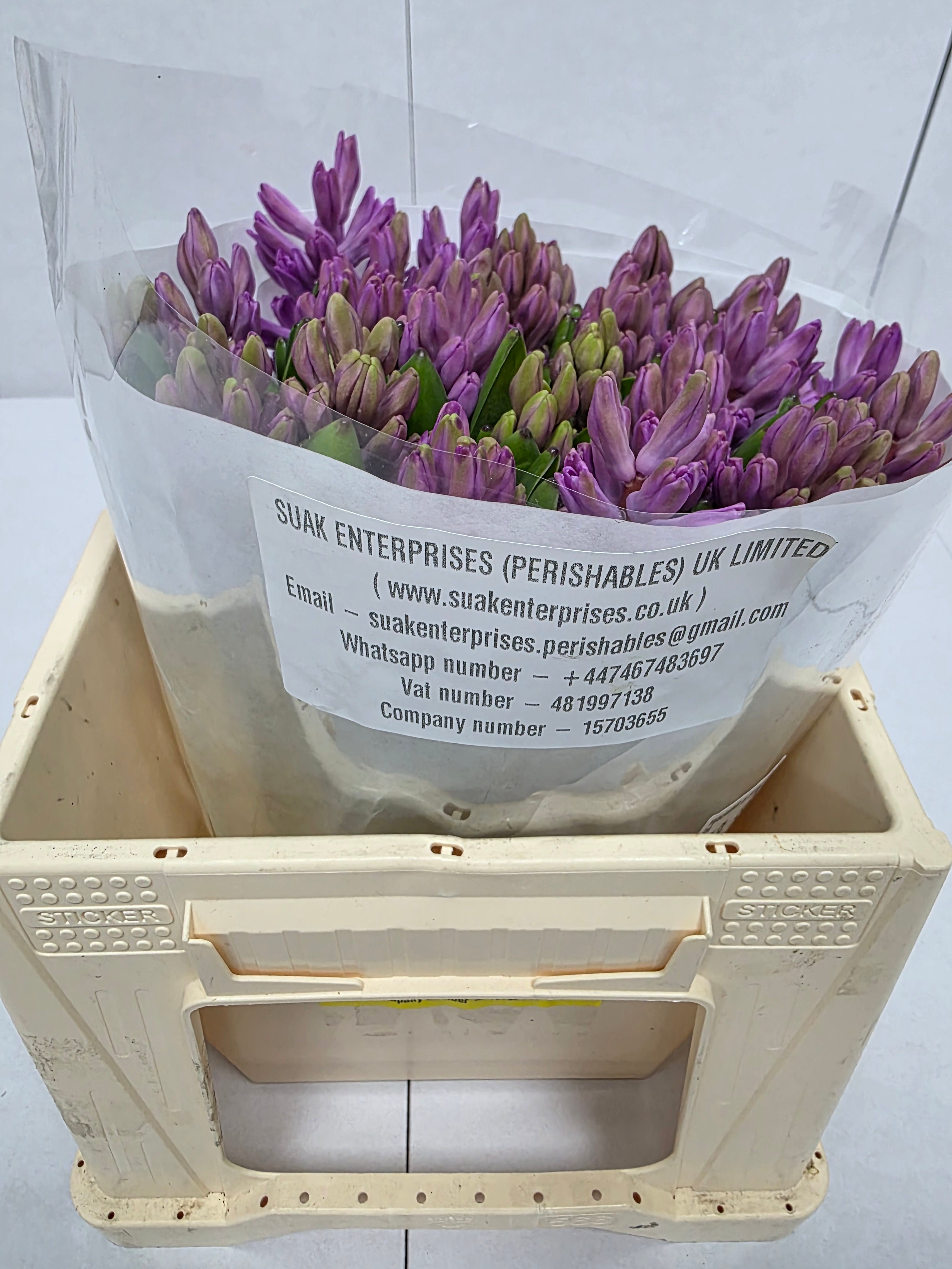 Farm Fresh Hyacinthus Orientalis Anna Liza (Bunch of 25stems, Length 30cm)