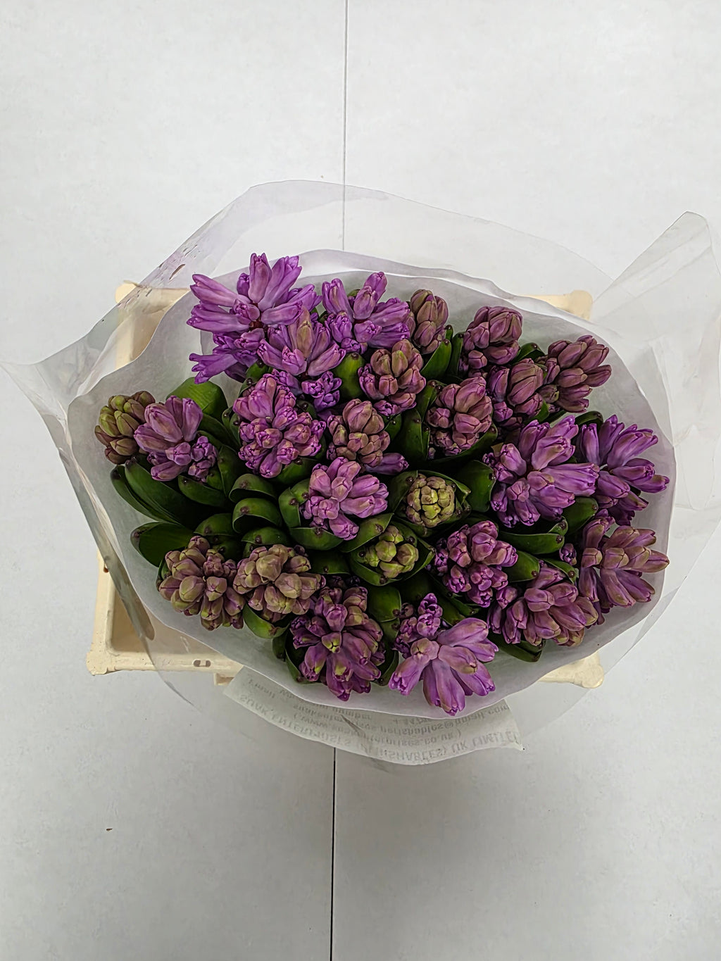 Farm Fresh Hyacinthus Orientalis Anna Liza (Bunch of 25stems, Length 30cm)