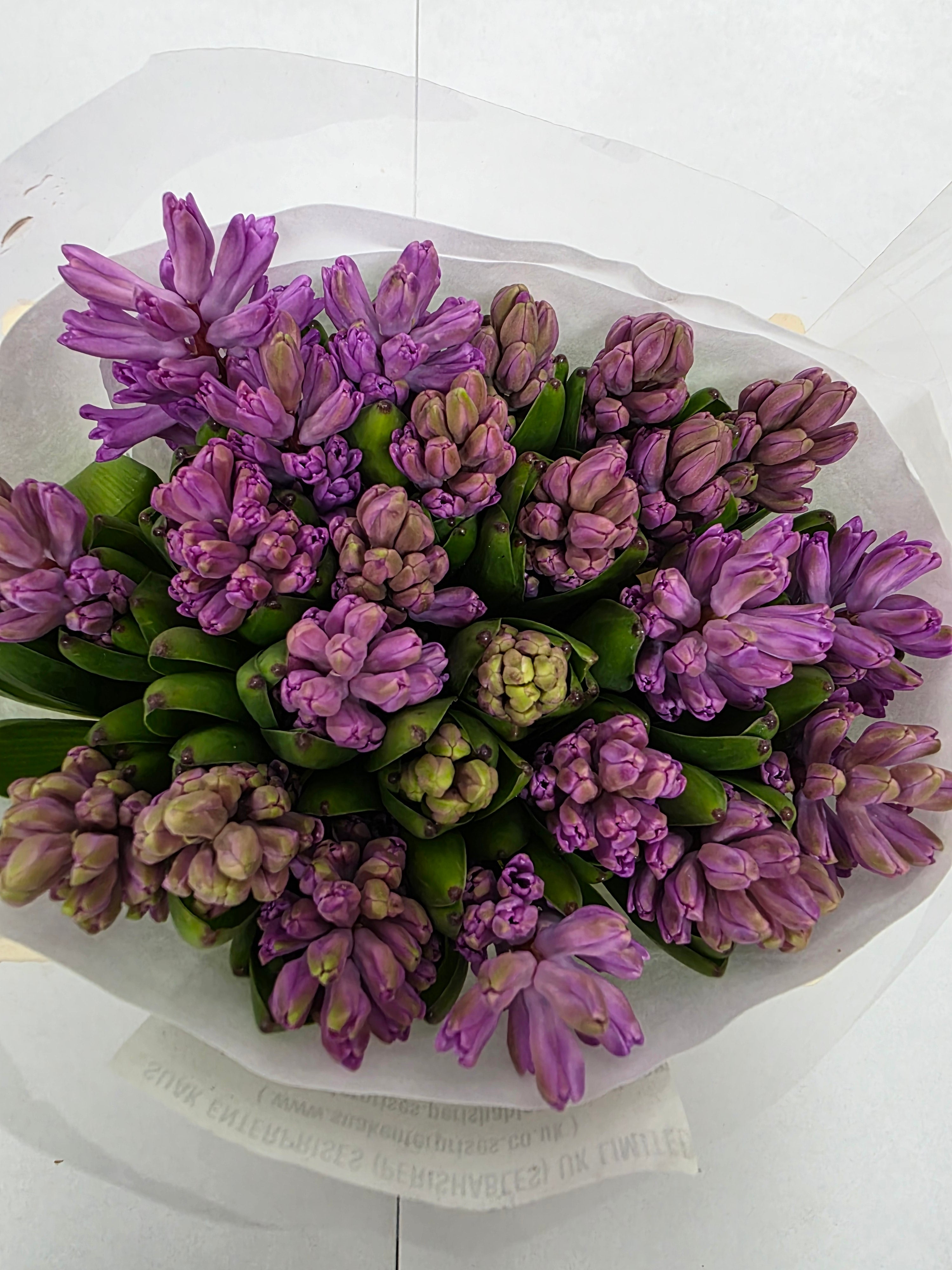 Farm Fresh Hyacinthus Orientalis Anna Liza (Bunch of 25stems, Length 30cm)