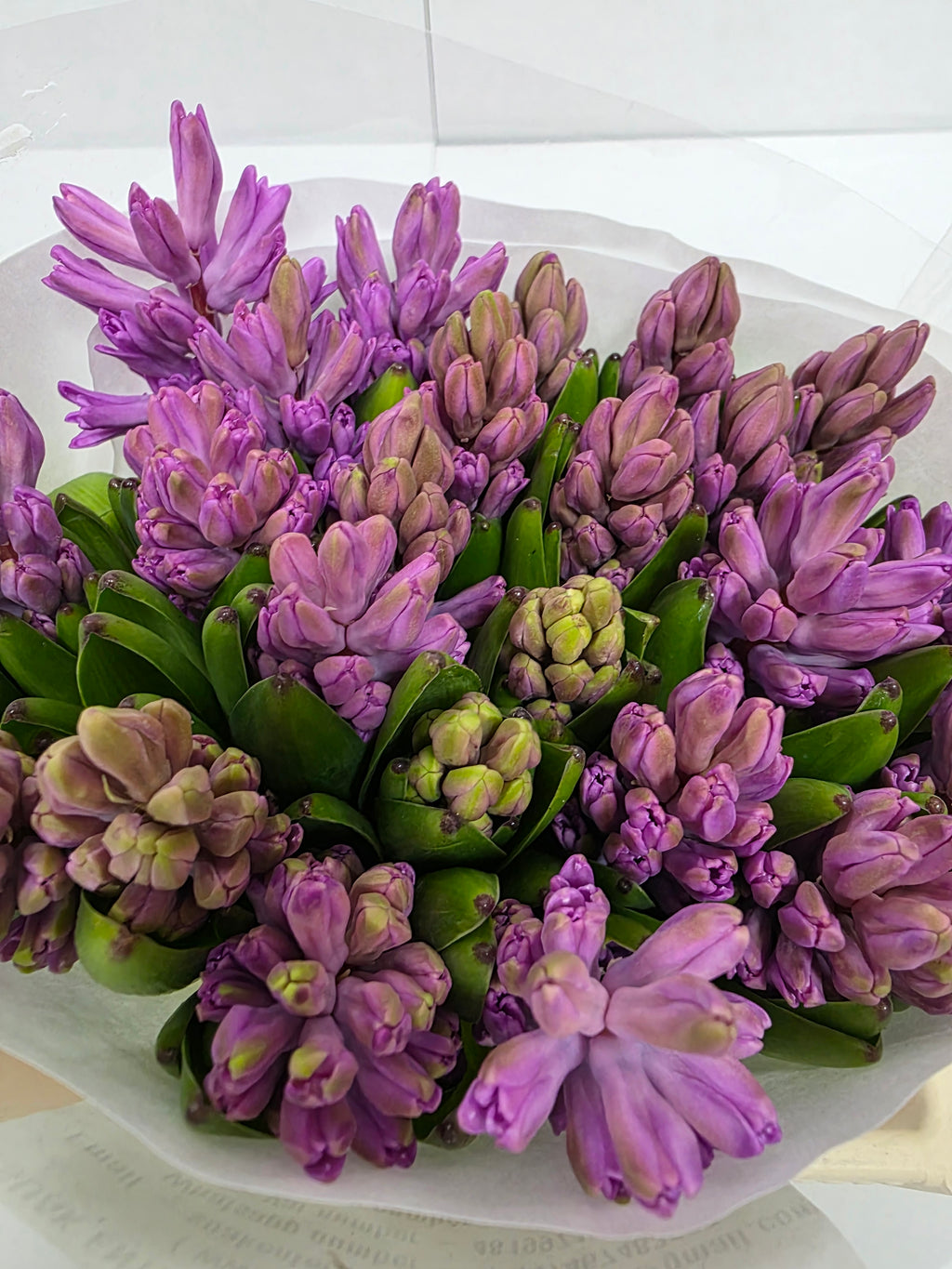 Farm Fresh Hyacinthus Orientalis Anna Liza (Bunch of 25stems, Length 30cm)