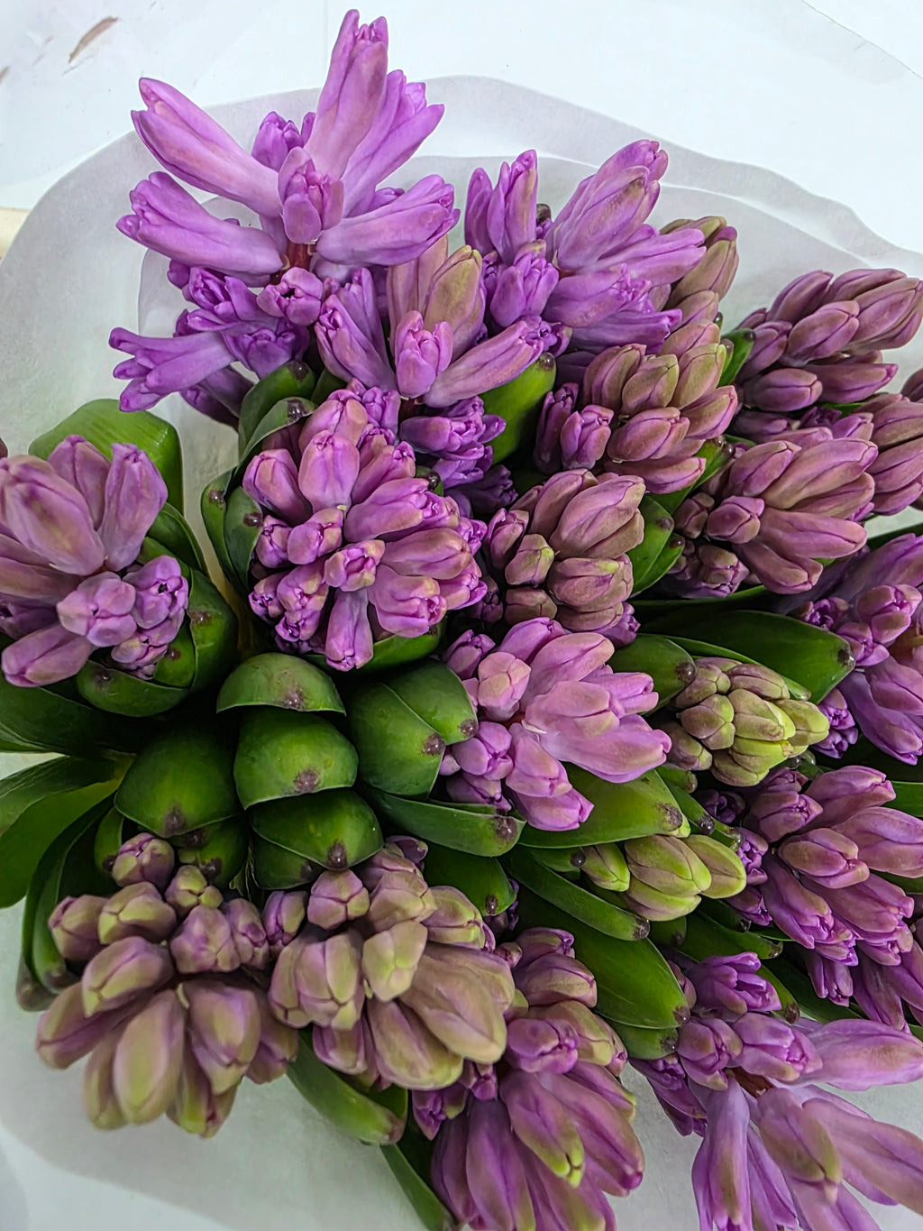 Farm Fresh Hyacinthus Orientalis Anna Liza (Bunch of 25stems, Length 30cm)
