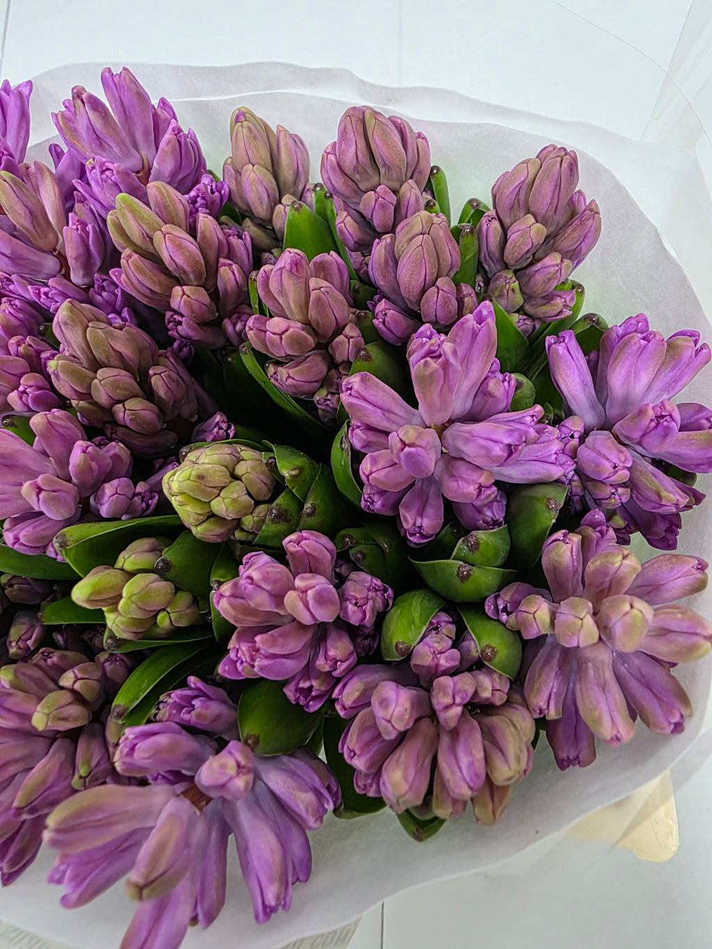 Farm Fresh Hyacinthus Orientalis Anna Liza (Bunch of 25stems, Length 30cm)