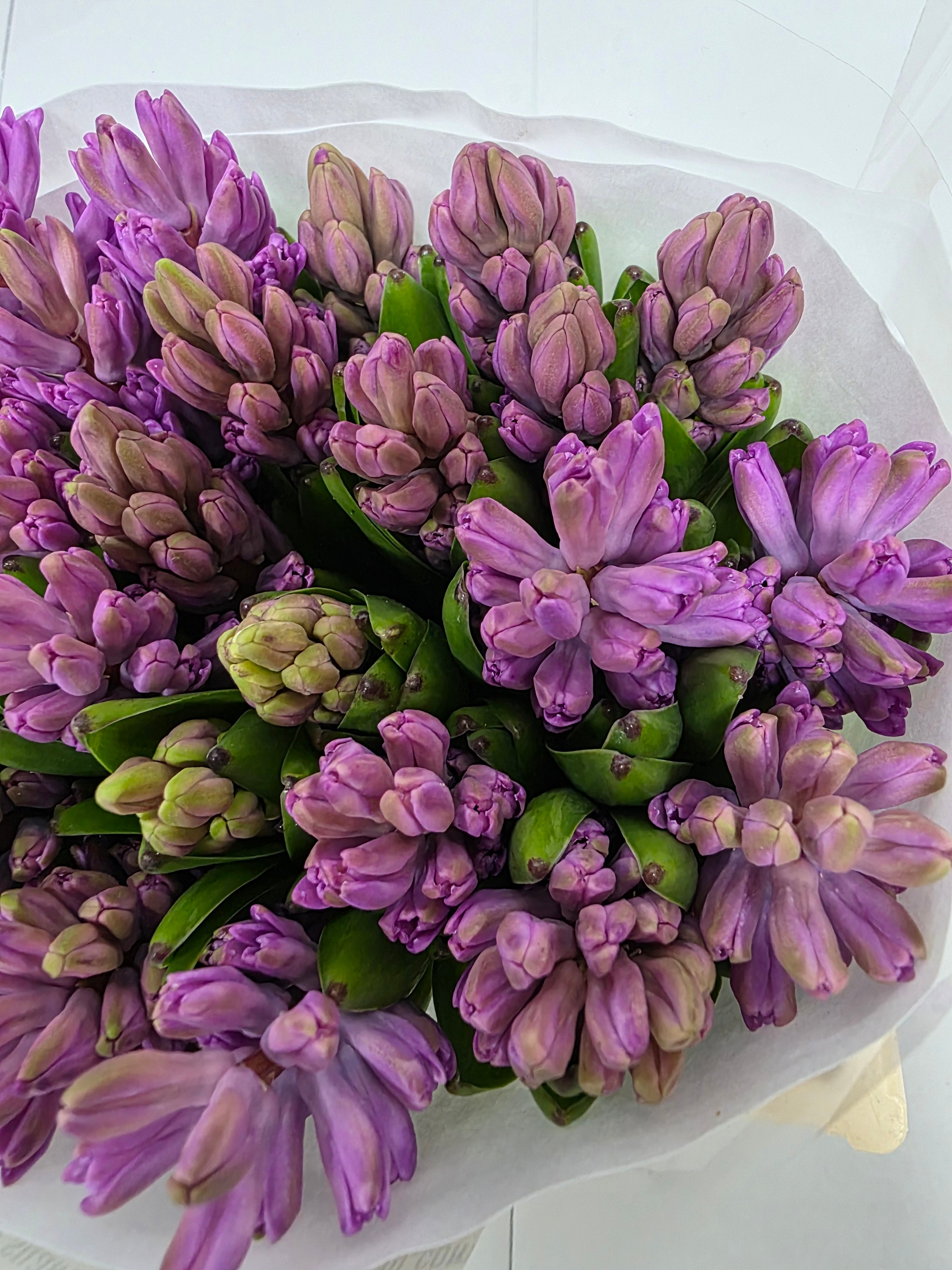 Farm Fresh Hyacinthus Orientalis Anna Liza (Bunch of 25stems, Length 30cm)